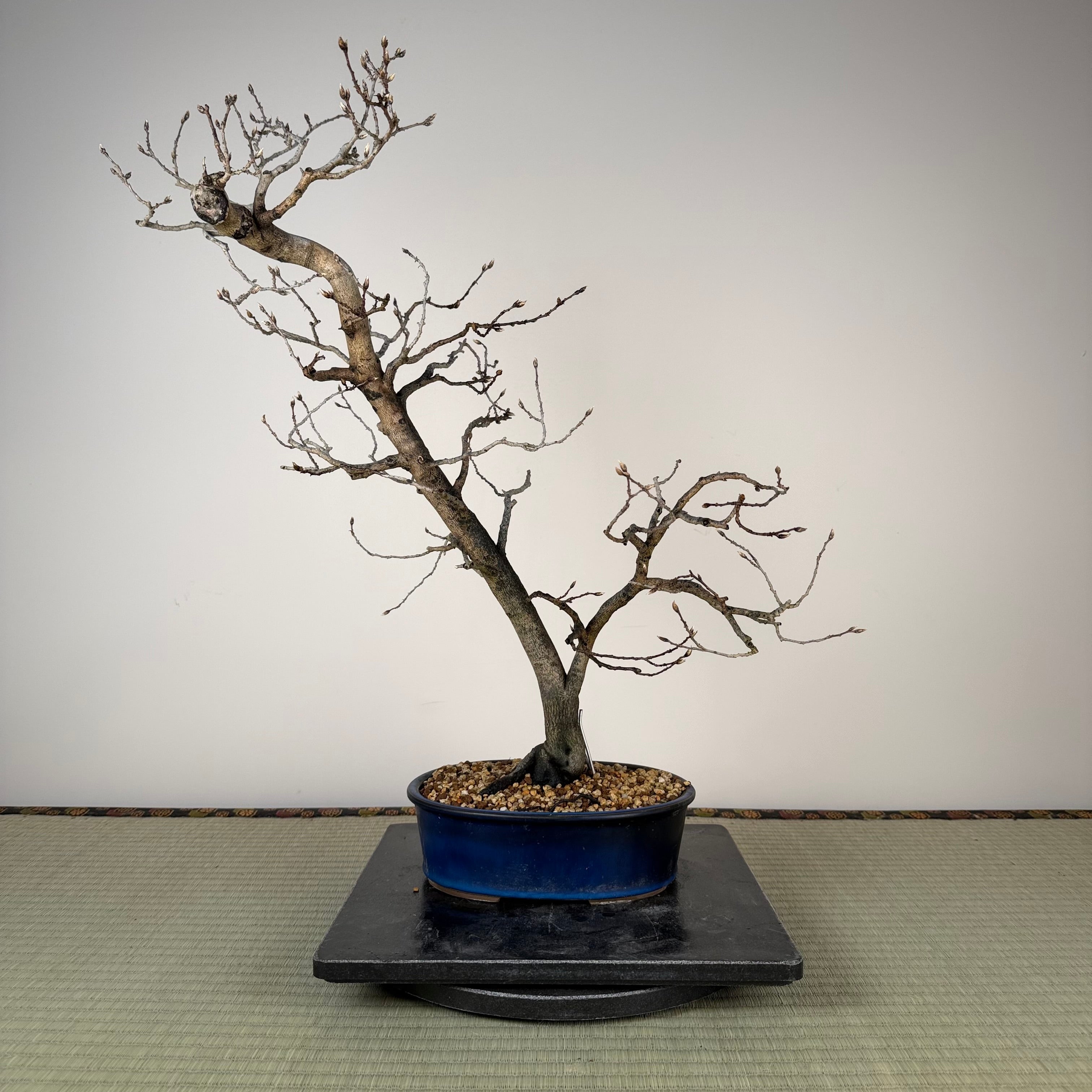 Diospyros rhombifolia (male)