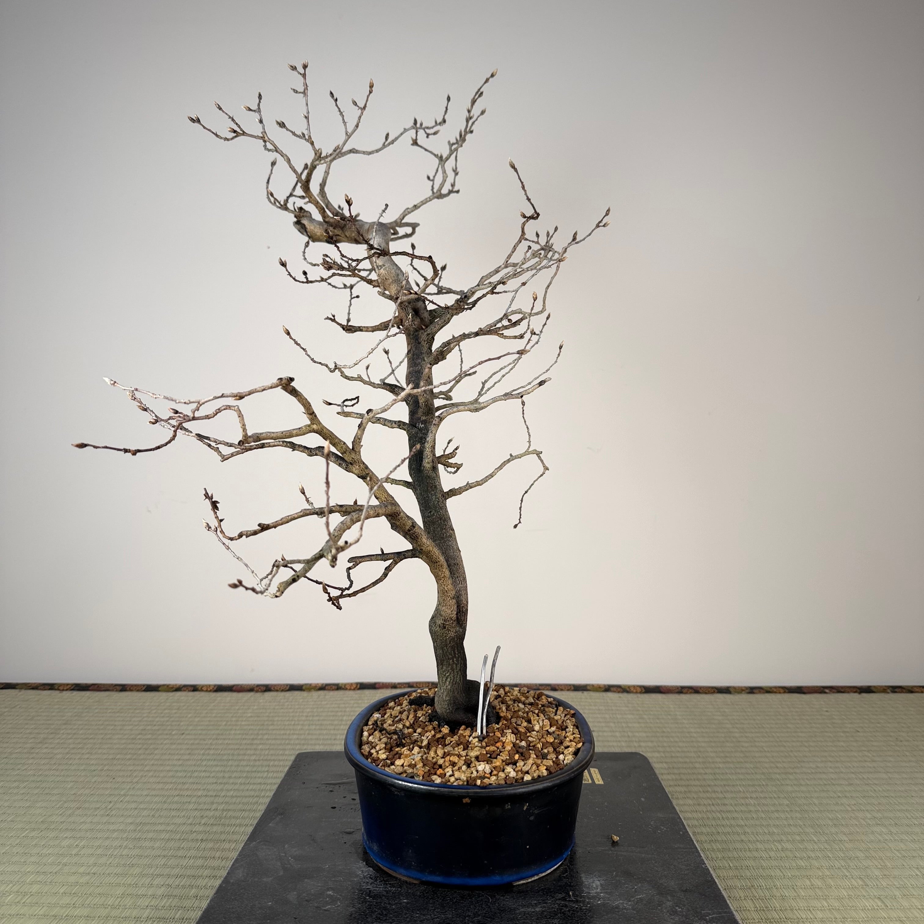 Diospyros rhombifolia (mâle)