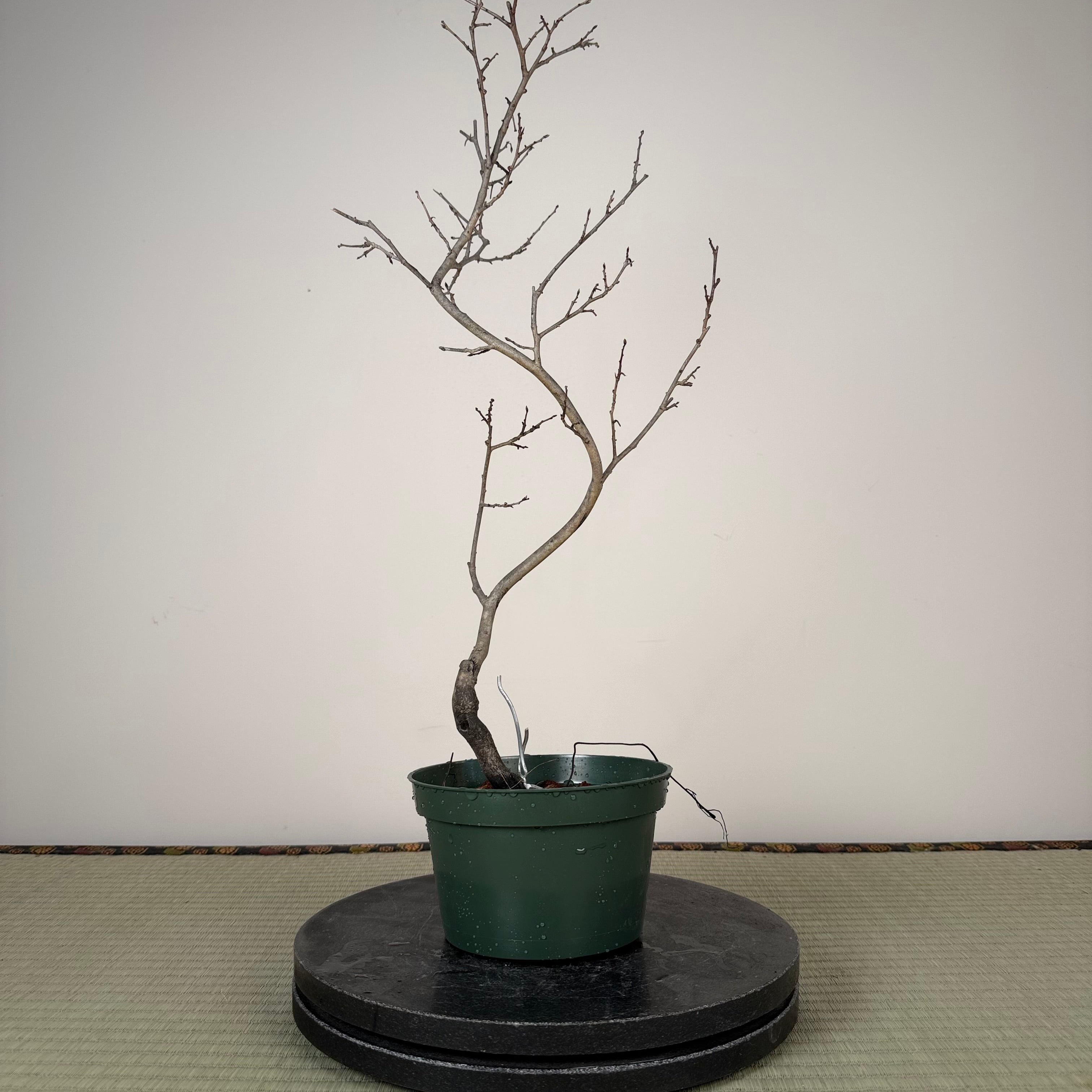 Diospyros rhombifolia