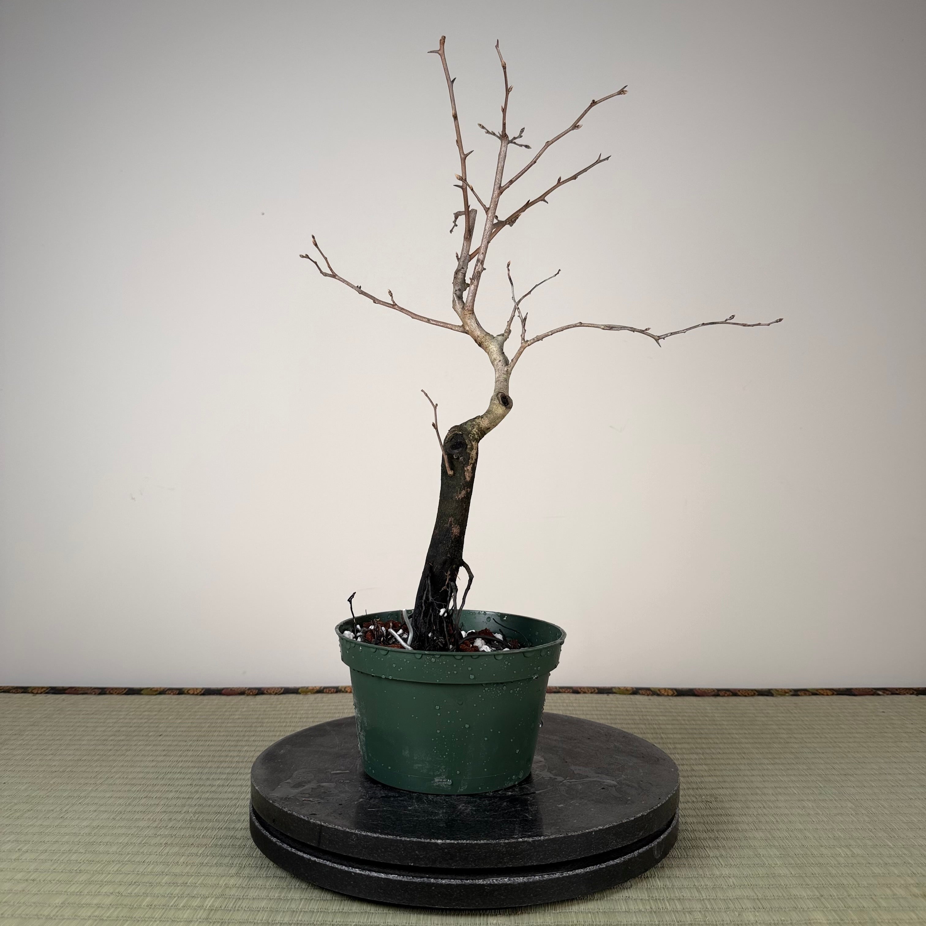 Diospyros rhombifolia