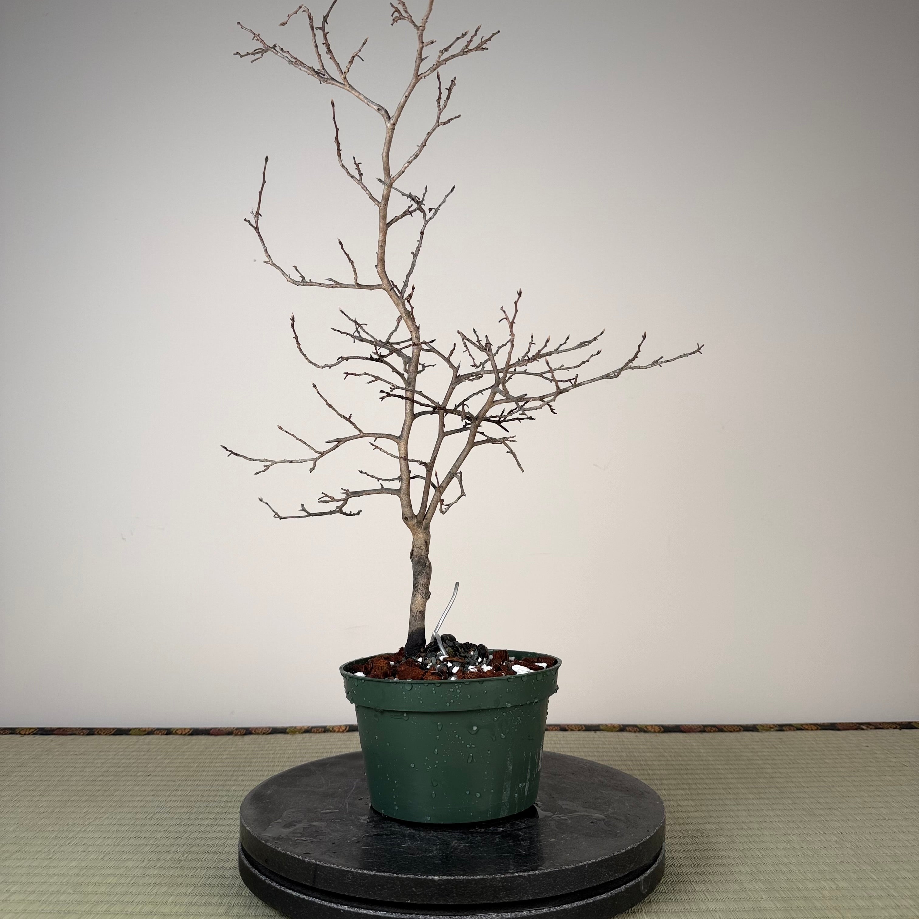 Diospyros rhombifolia