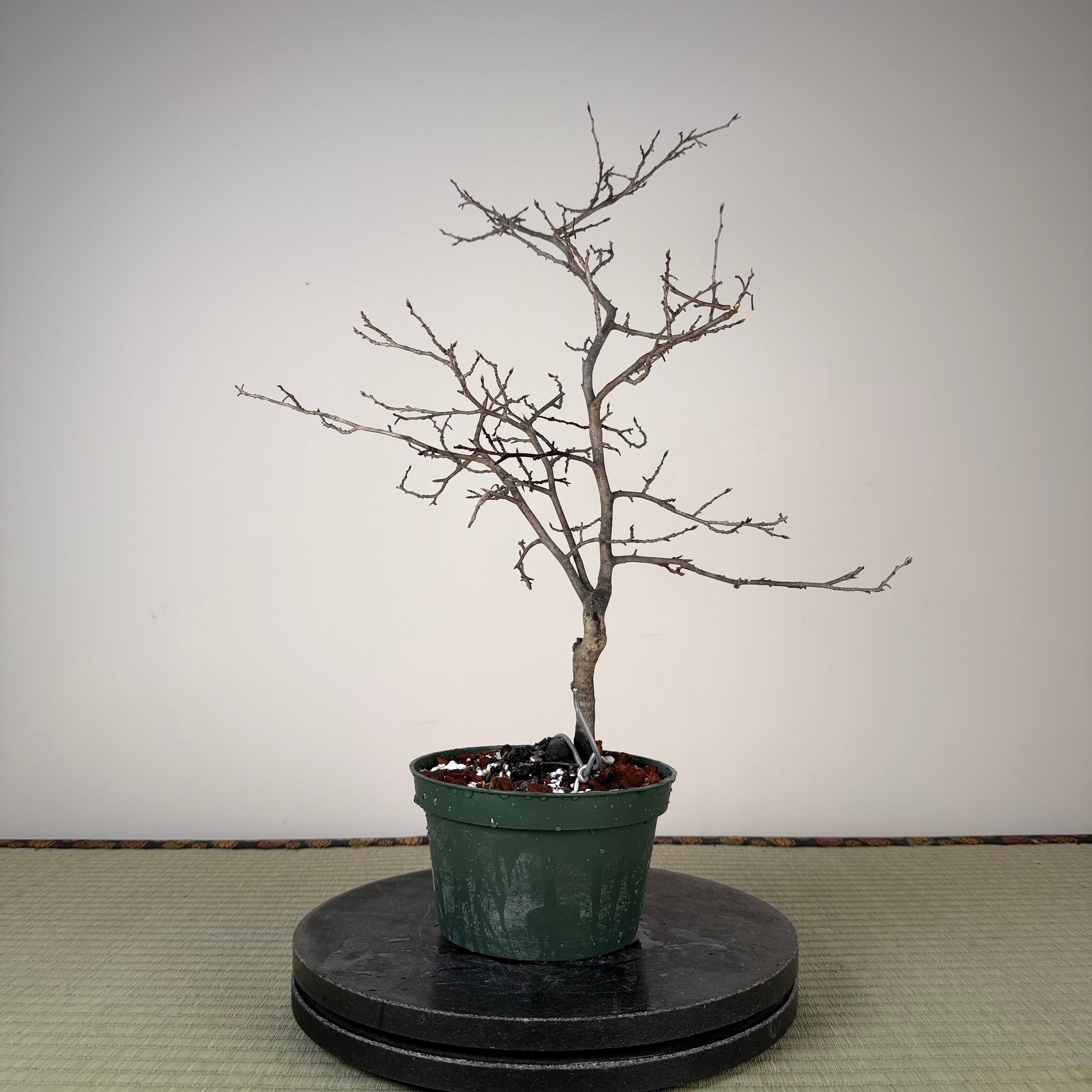 Diospyros rhombifolia