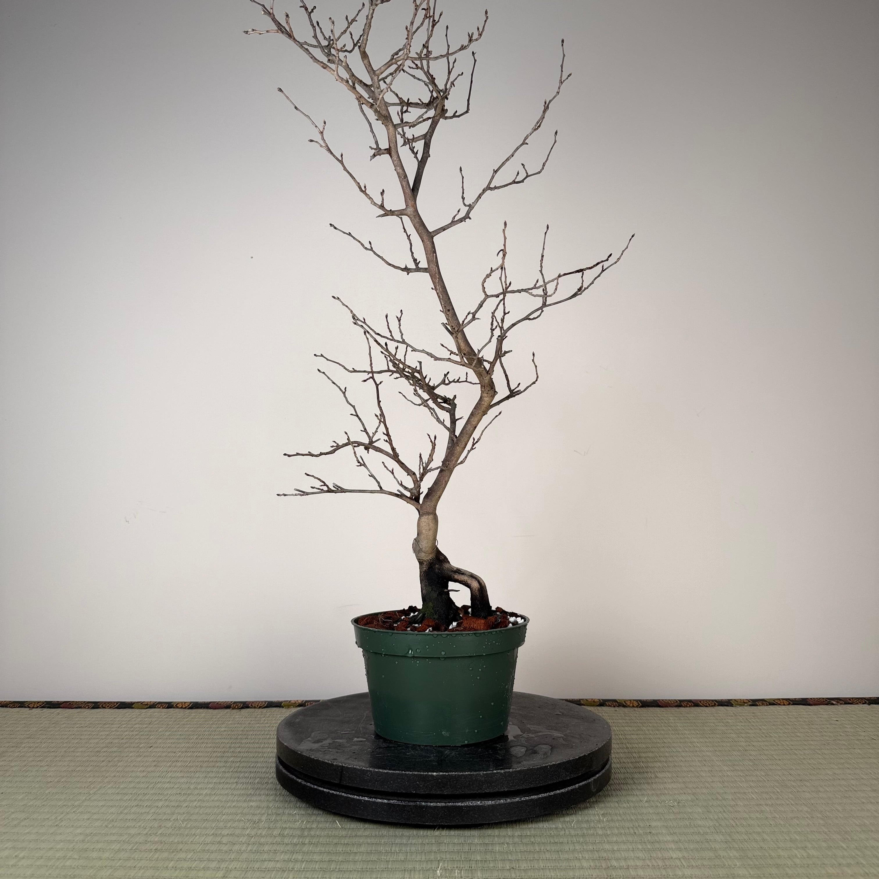 Diospyros rhombifolia