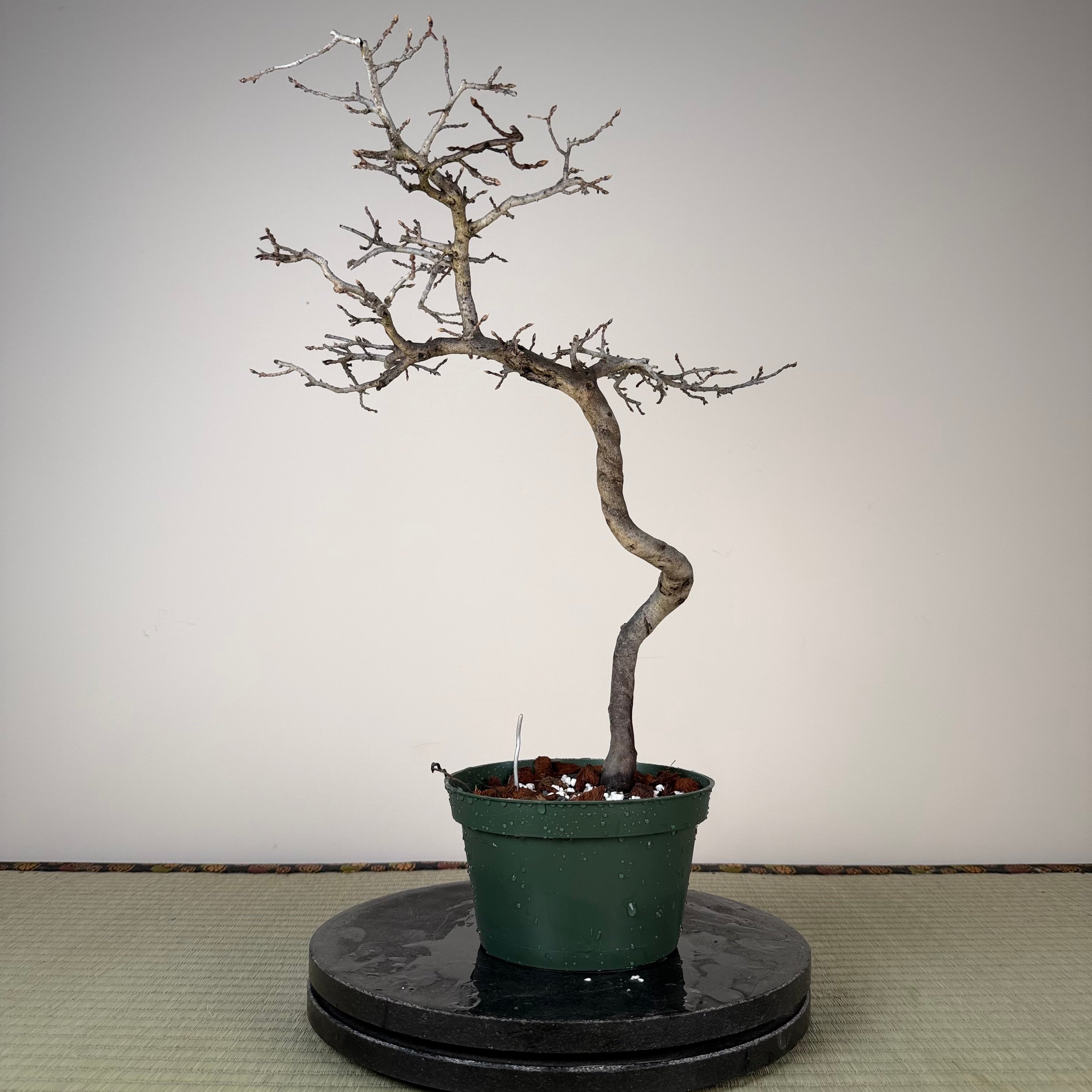 Diospyros rhombifolia