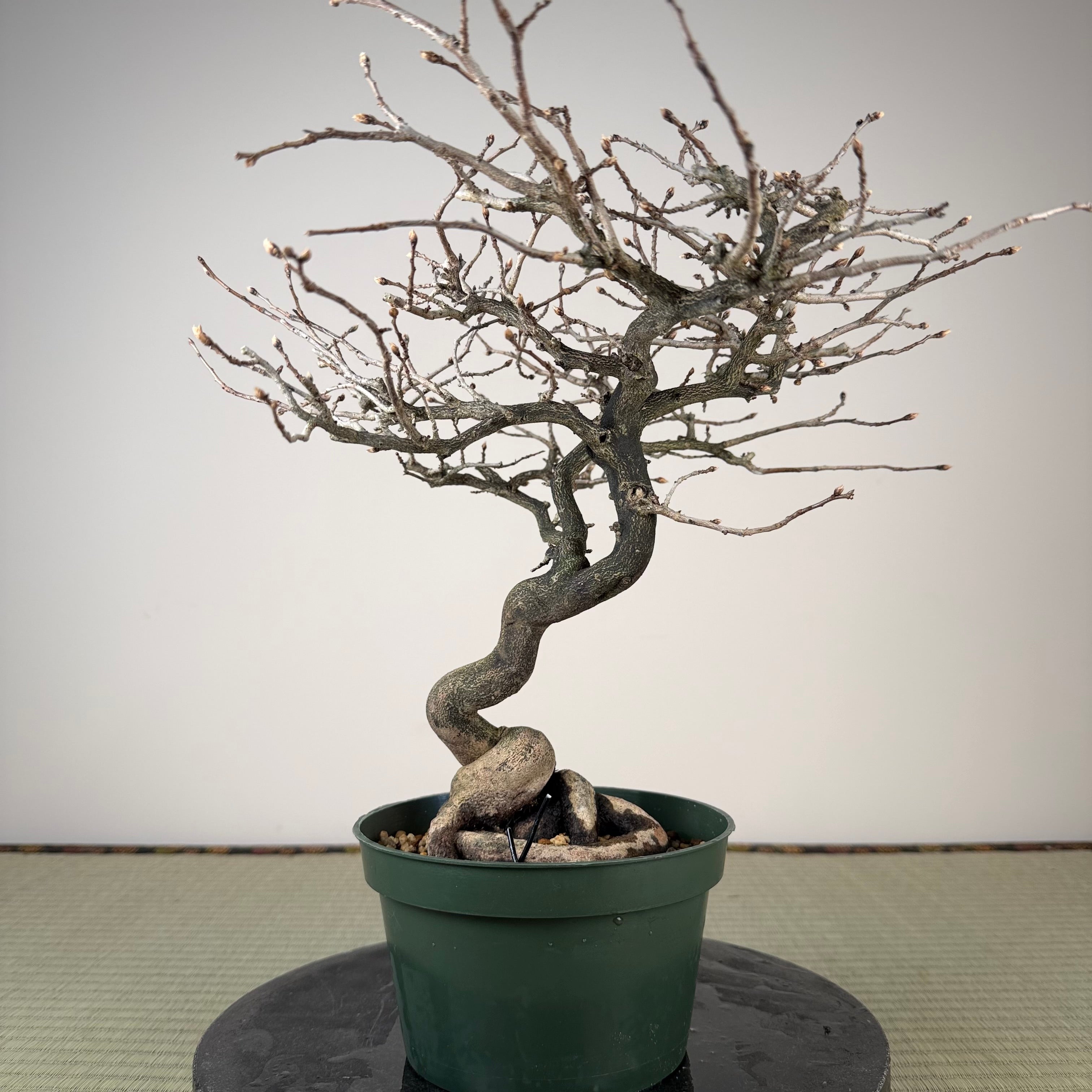 Diospyros rhombifolia