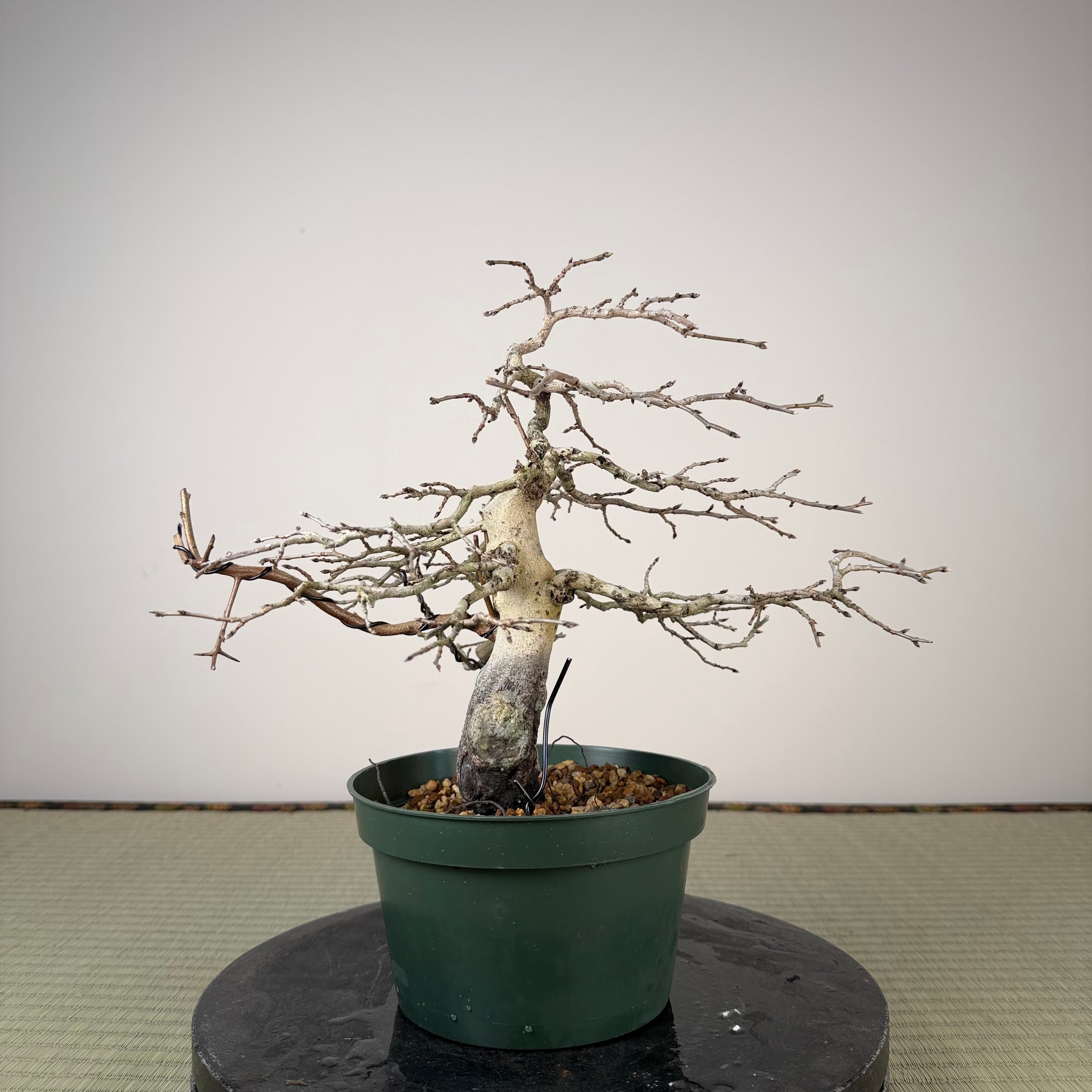 Diospyros rhombifolia