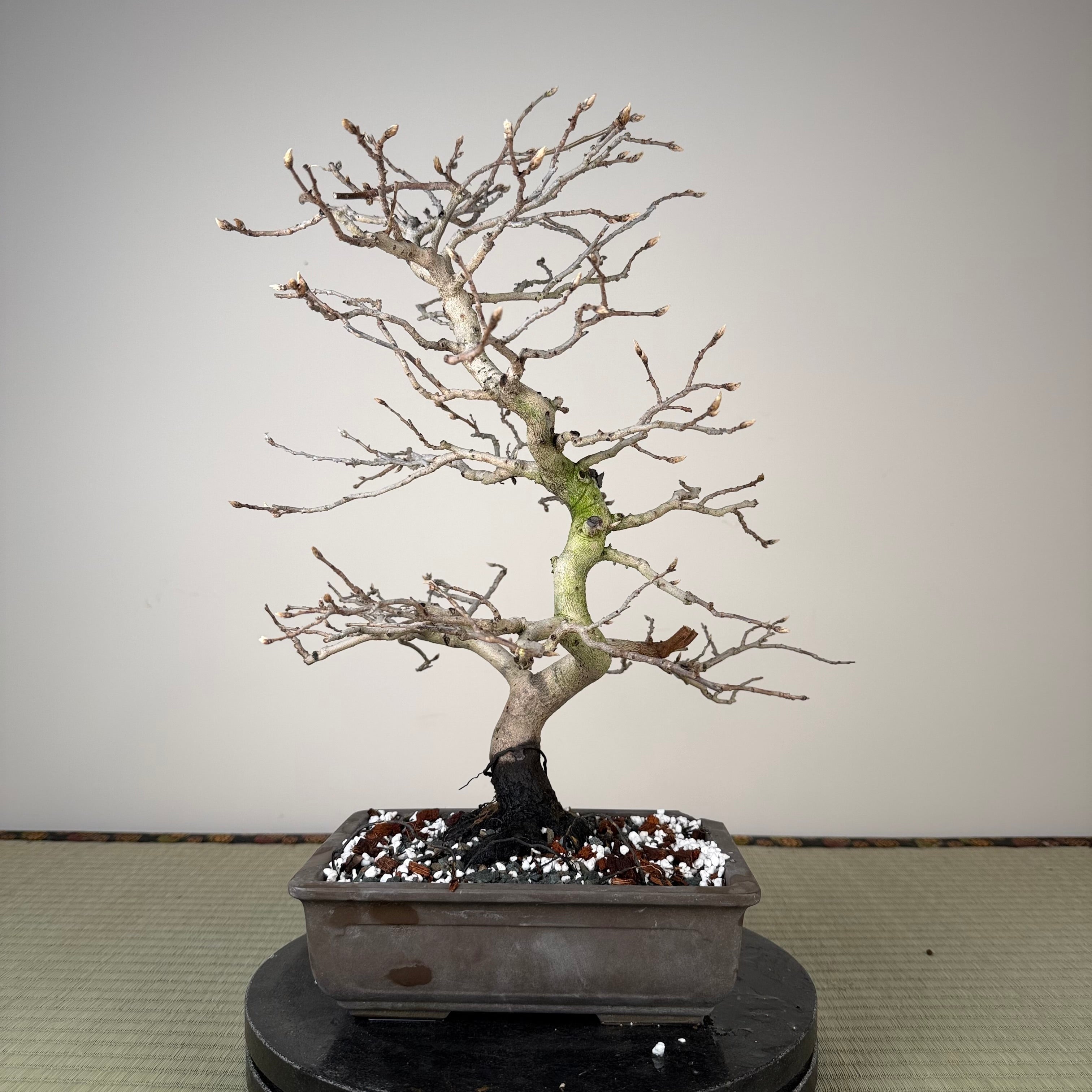 Diospyros rhombifolia