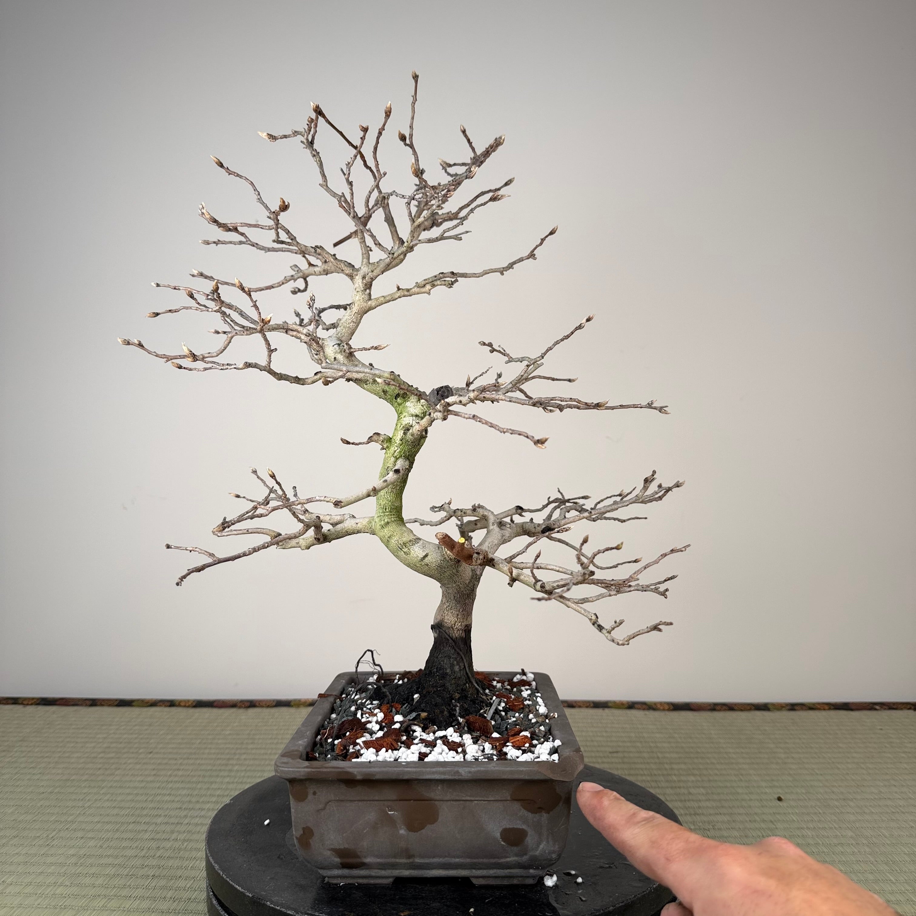 Diospyros rhombifolia