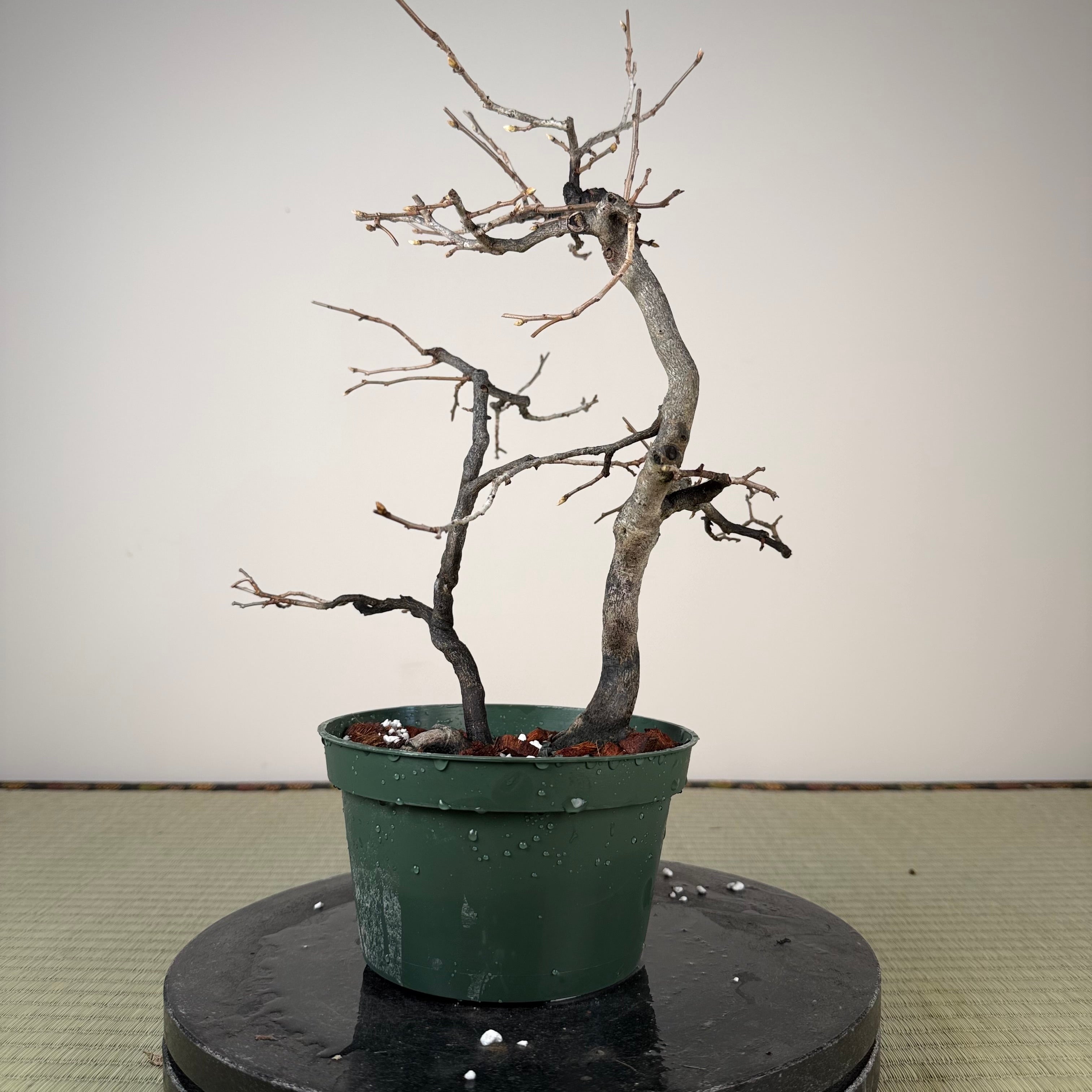 Diospyros rhombifolia