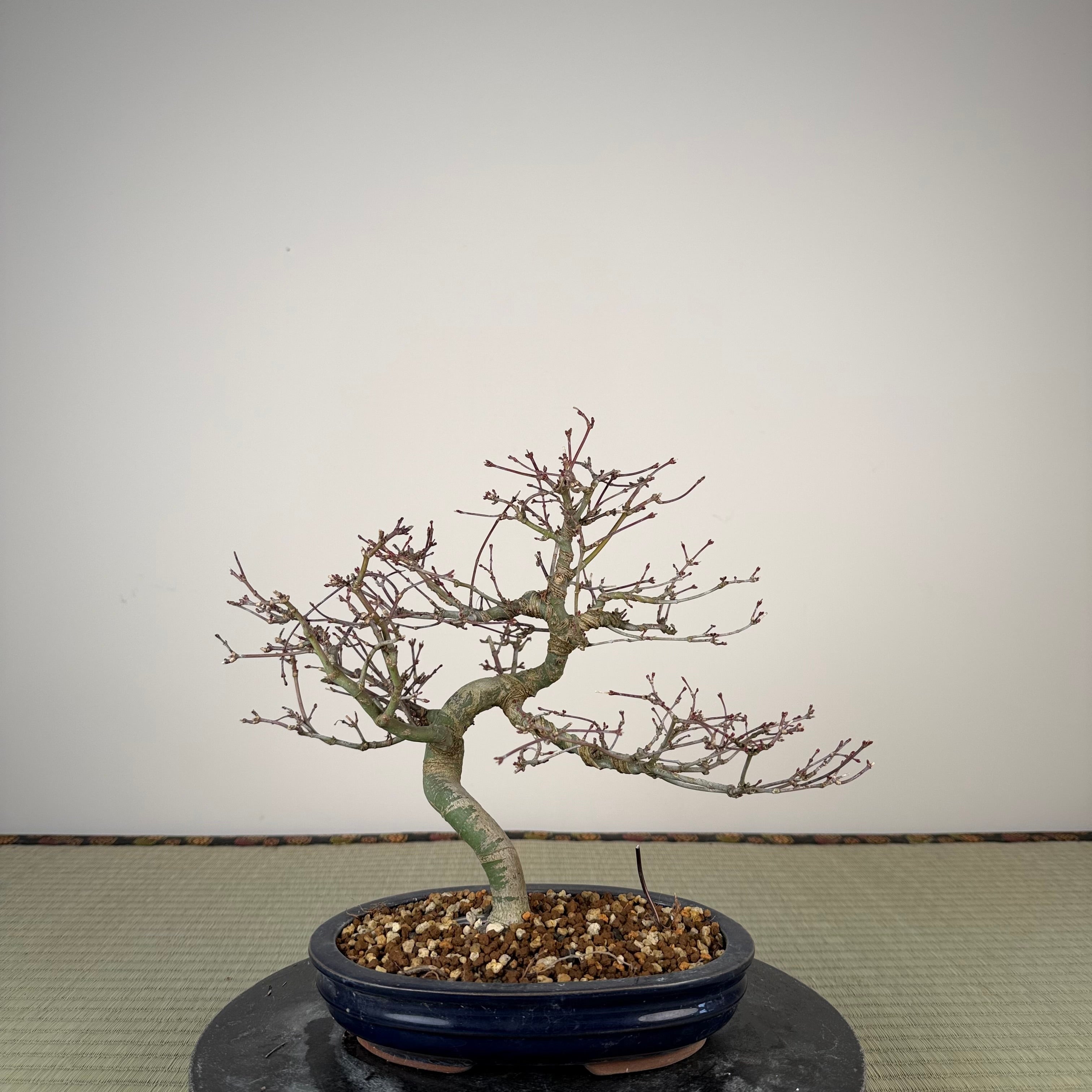 Acer palmatum 'Nagaragawa'