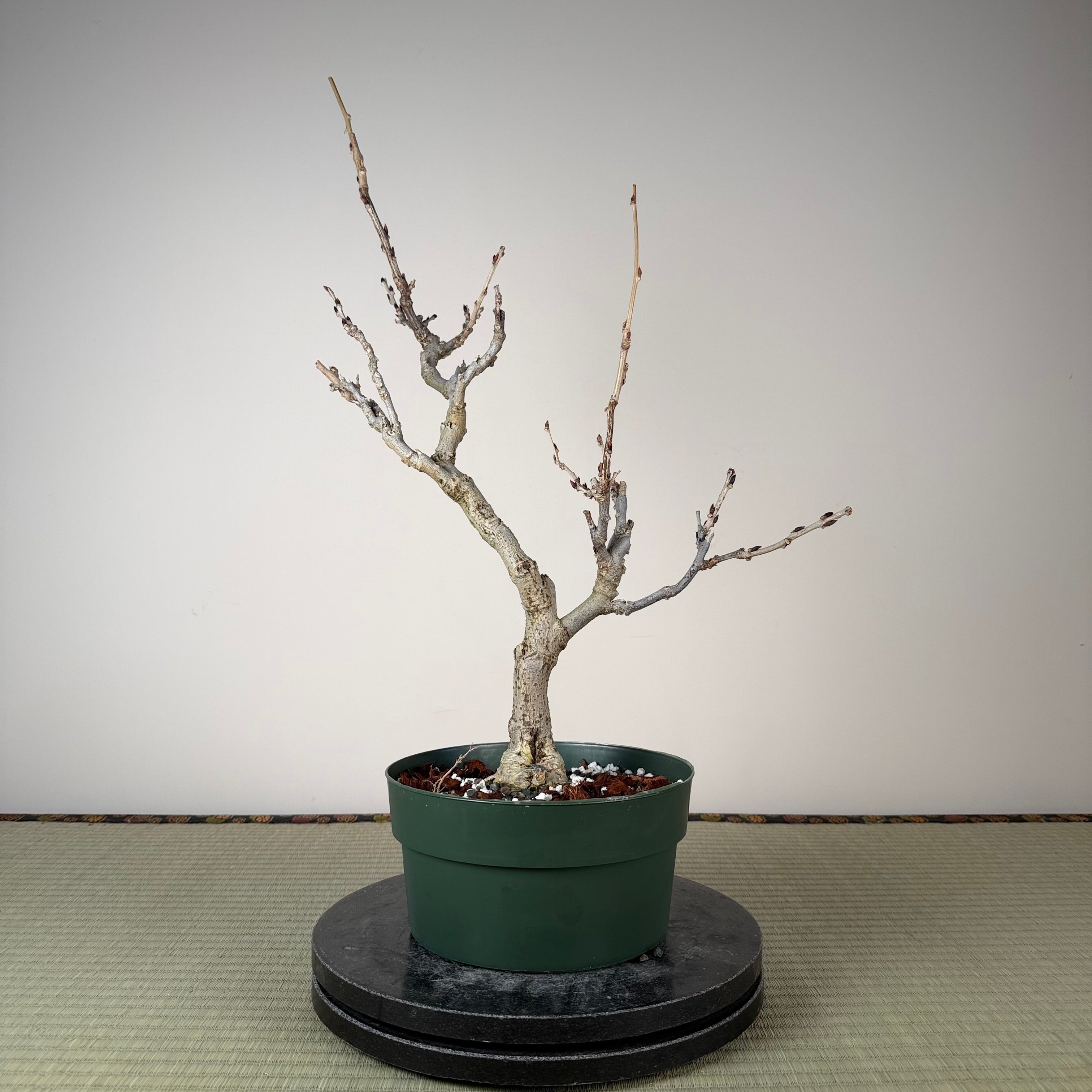 Wisteria floribunda (white)