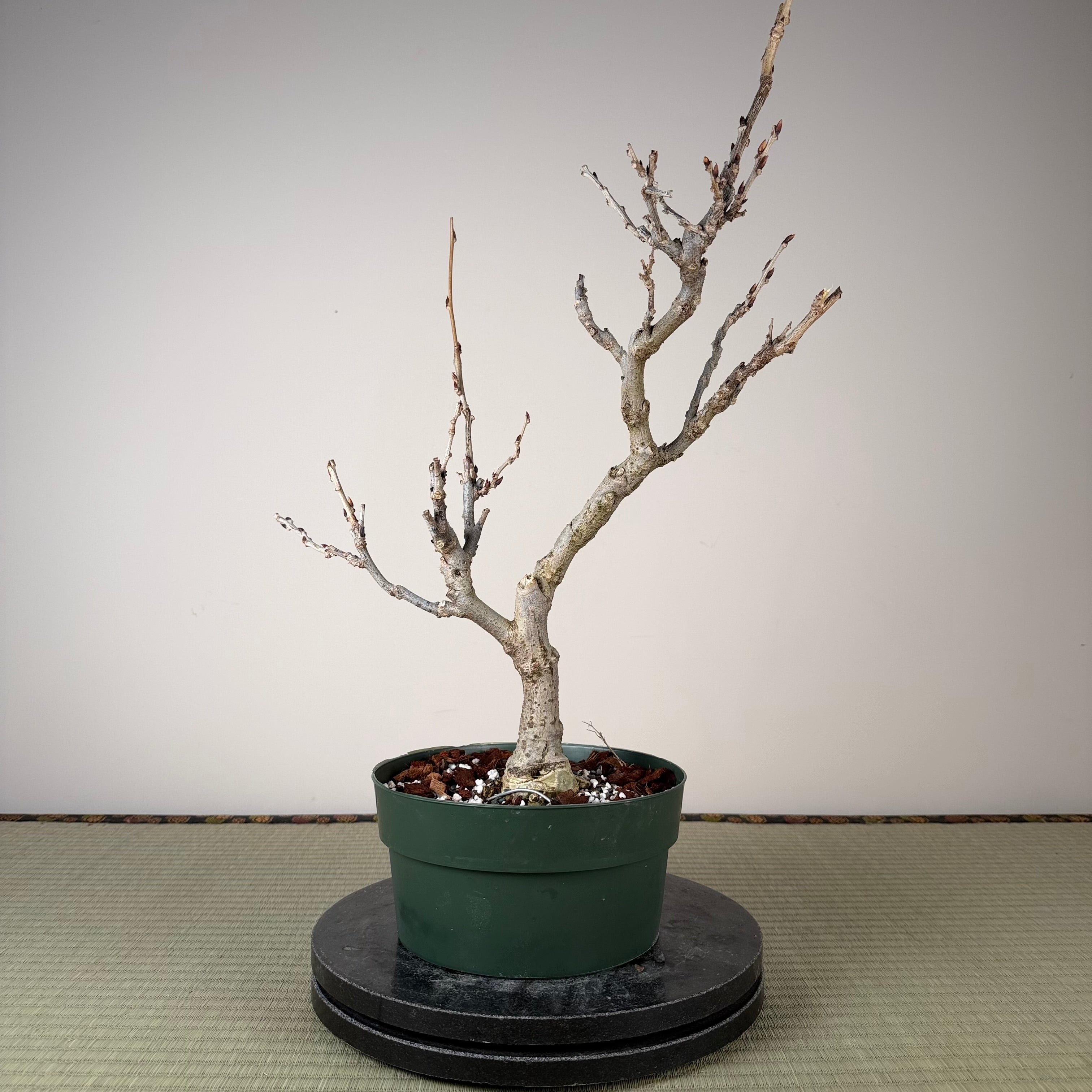 Wisteria floribunda (white)