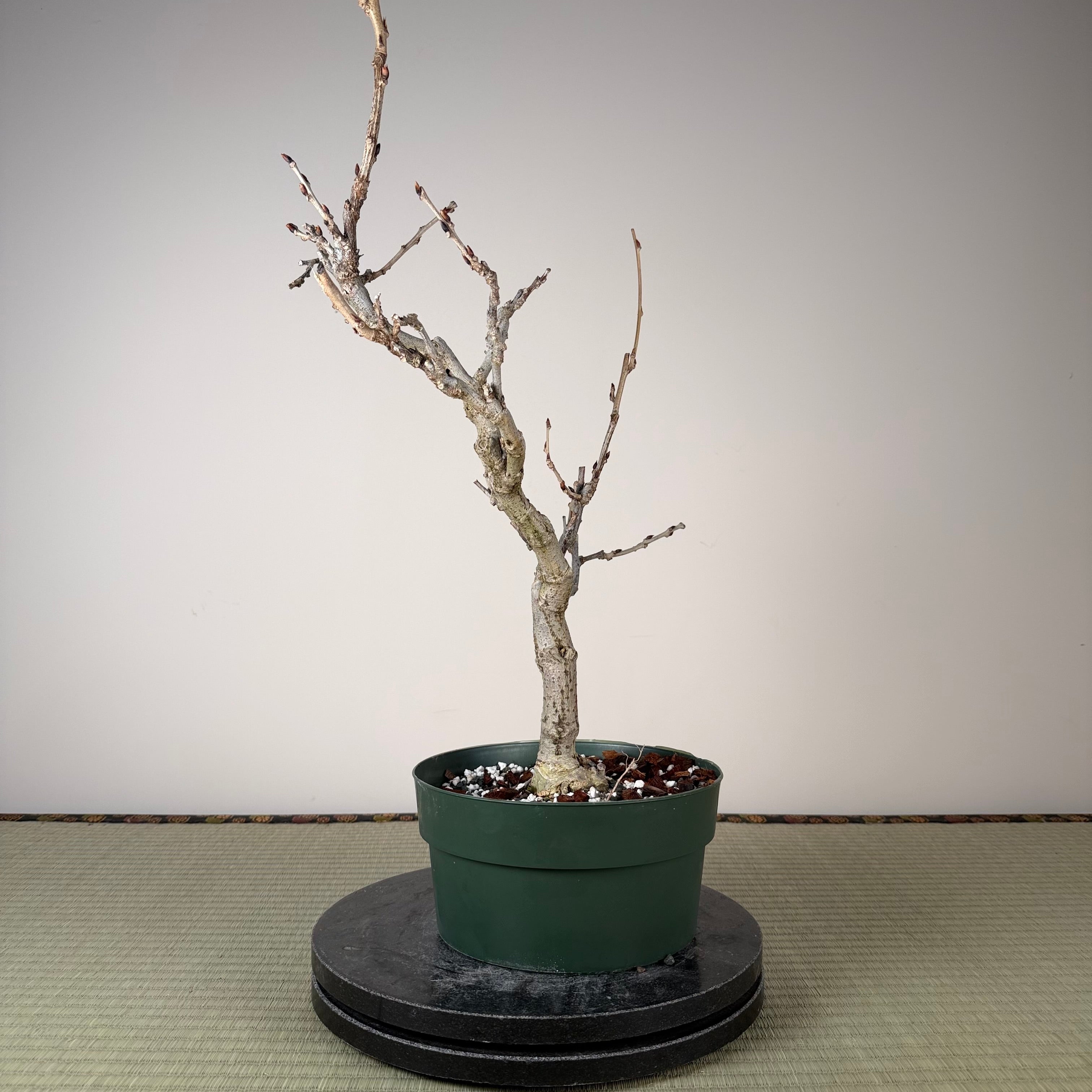 Wisteria floribunda (white)