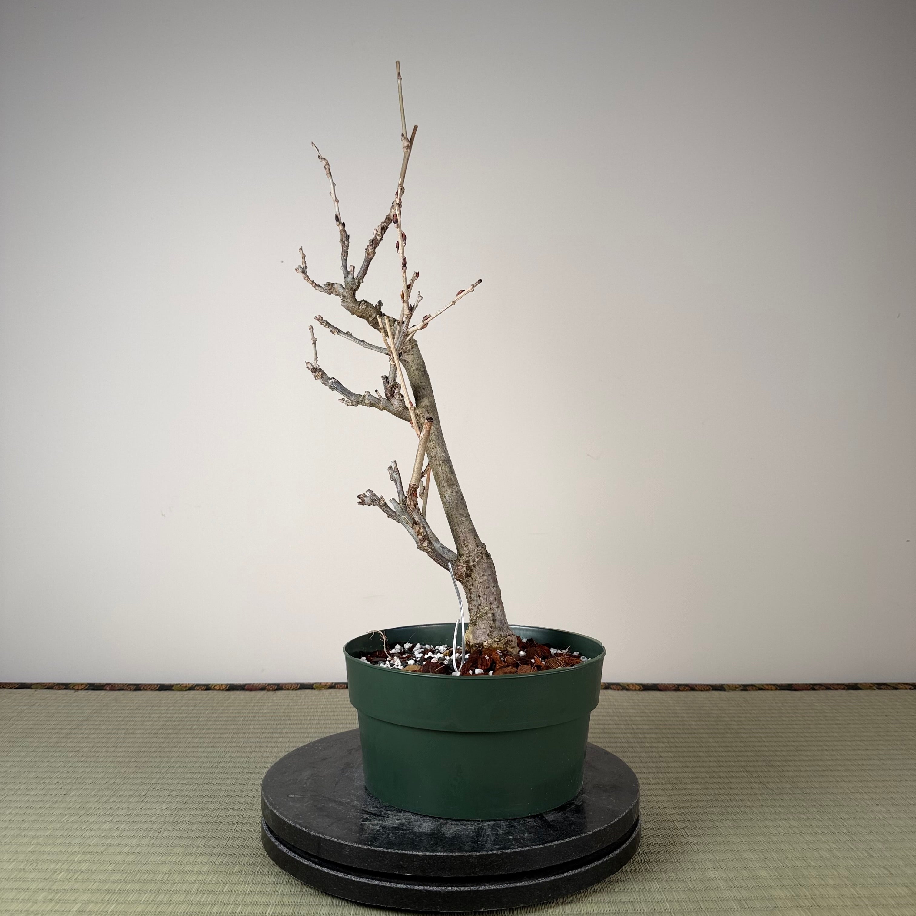 Wisteria floribunda (white)