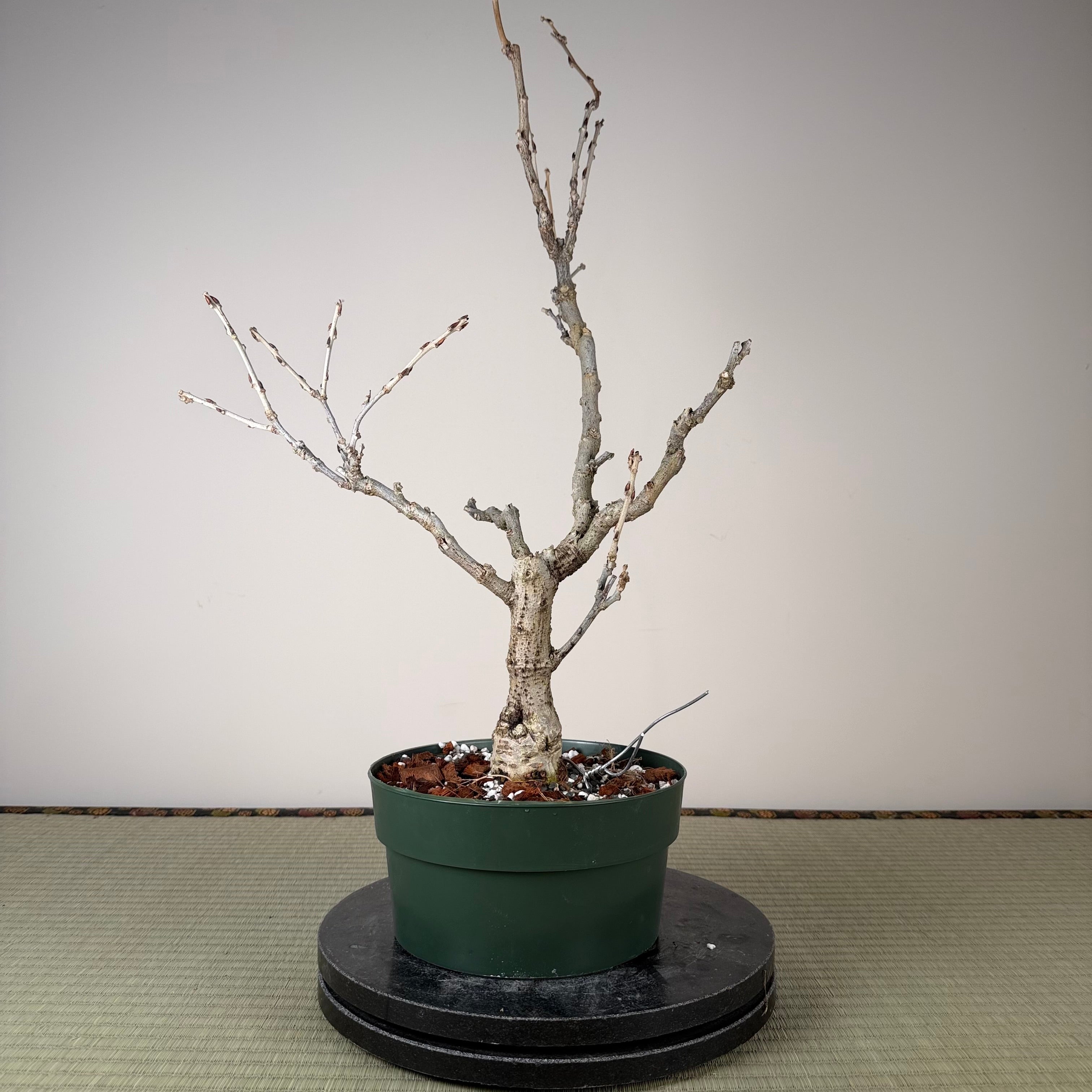 Wisteria floribunda (white)