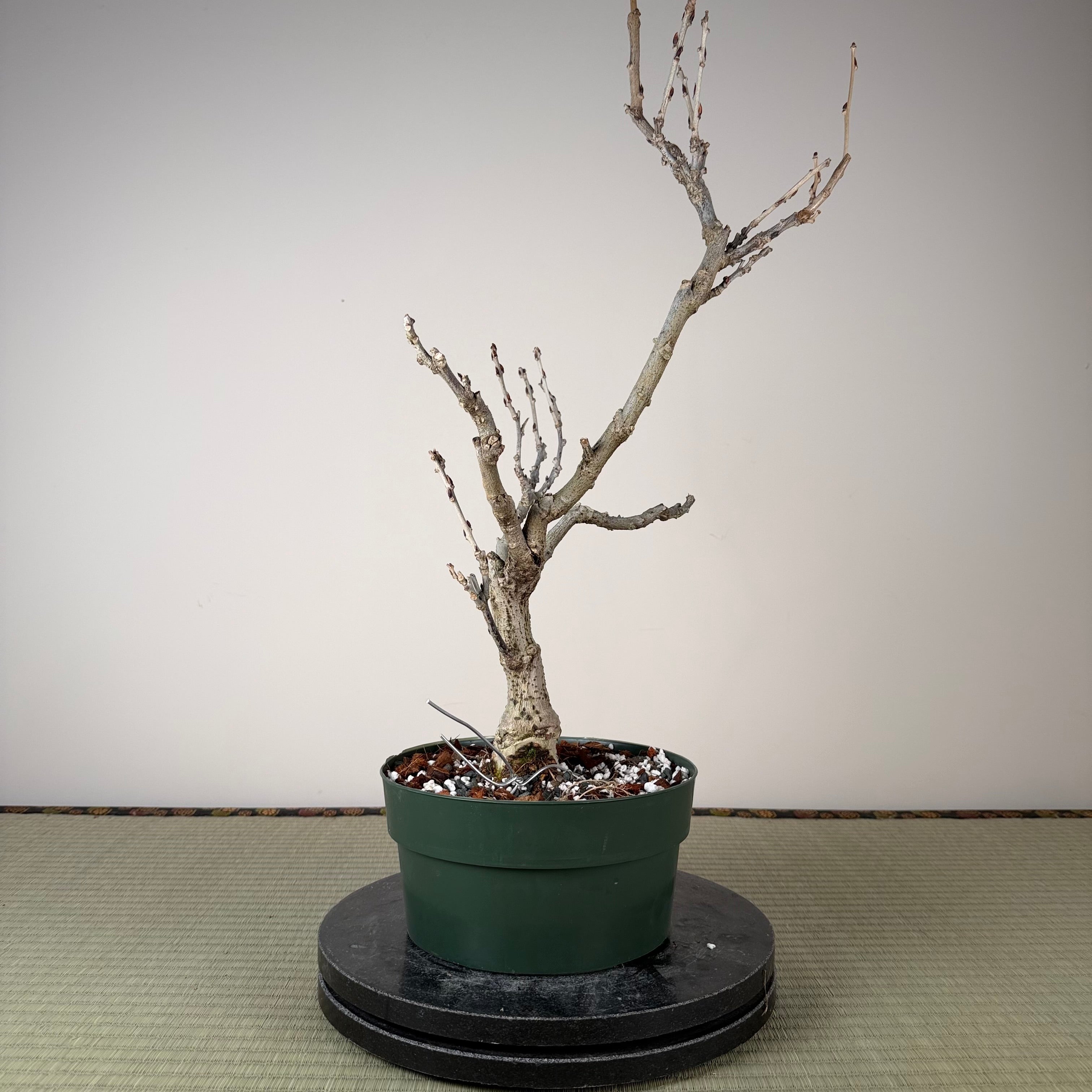 Wisteria floribunda (white)