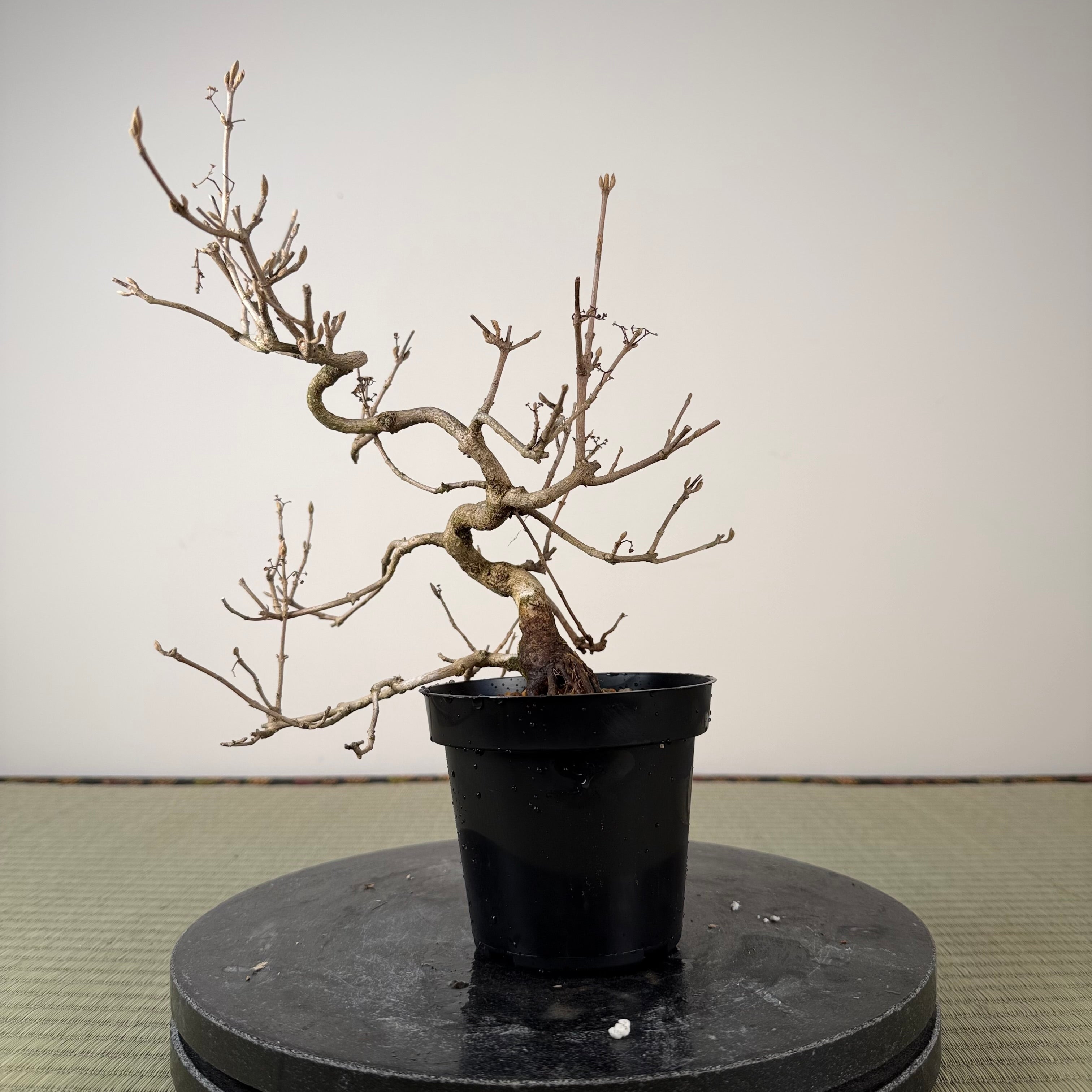 Callicarpa japonica (Toyoda-san)