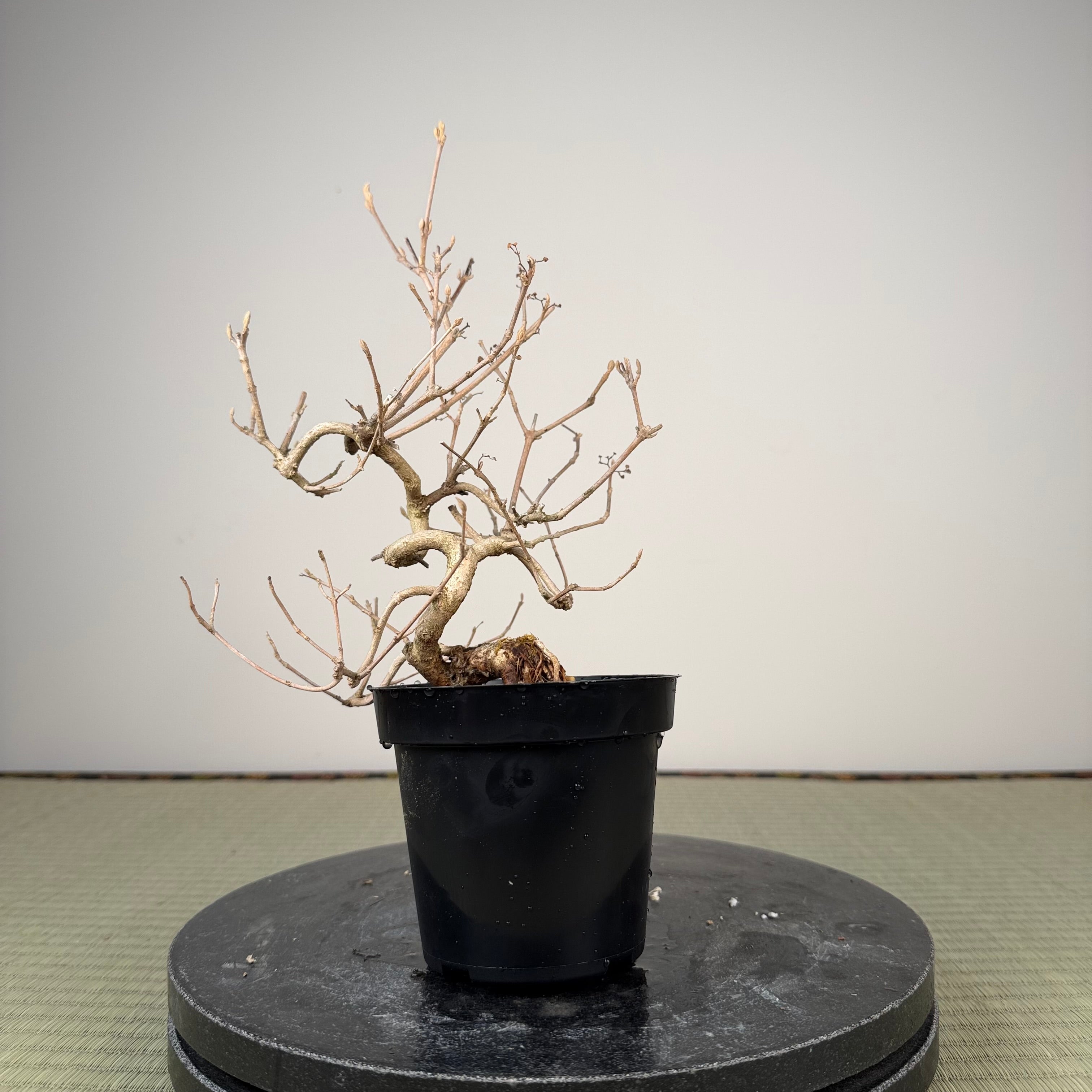 Callicarpa japonica (Toyoda-san)