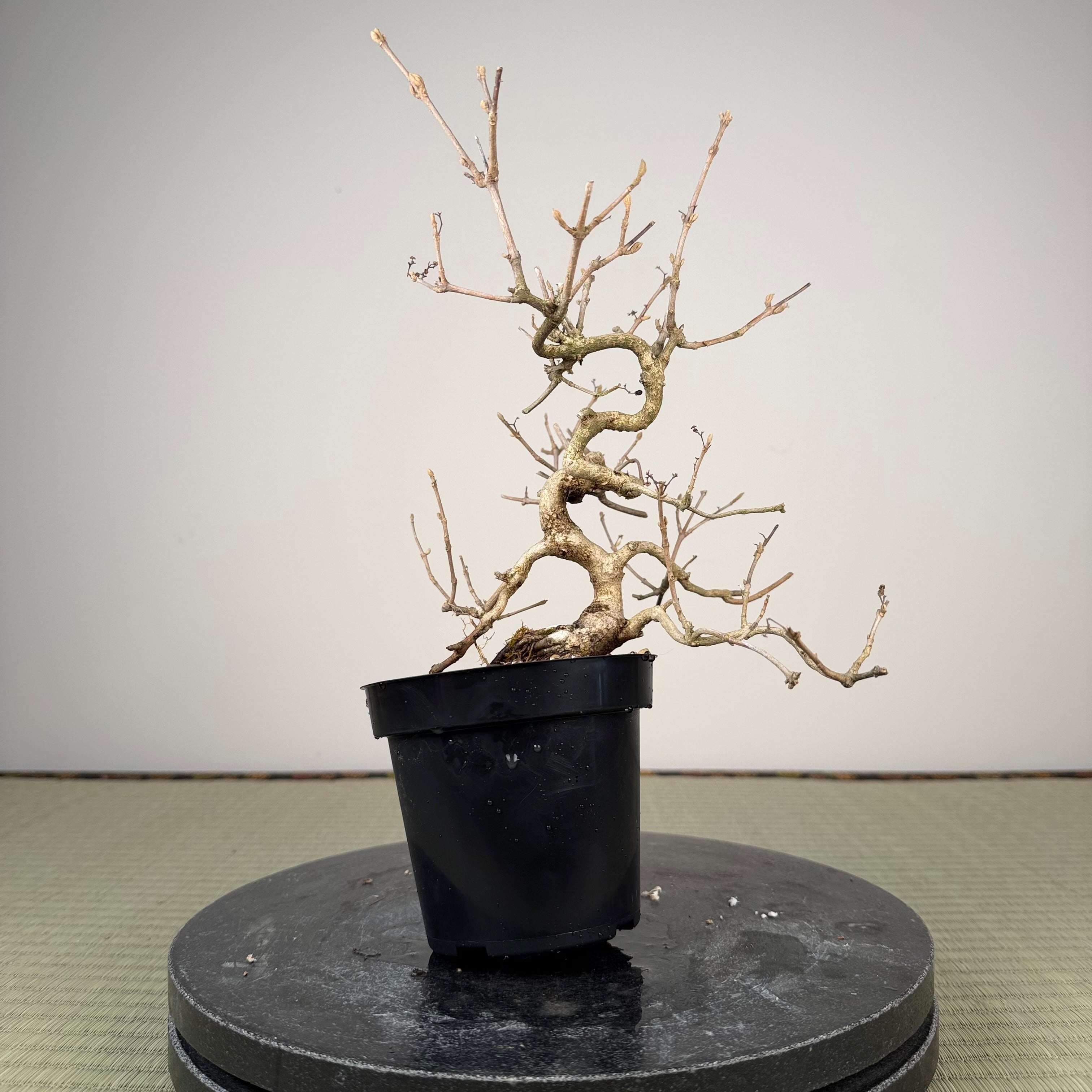 Callicarpa japonica (Toyoda-san)