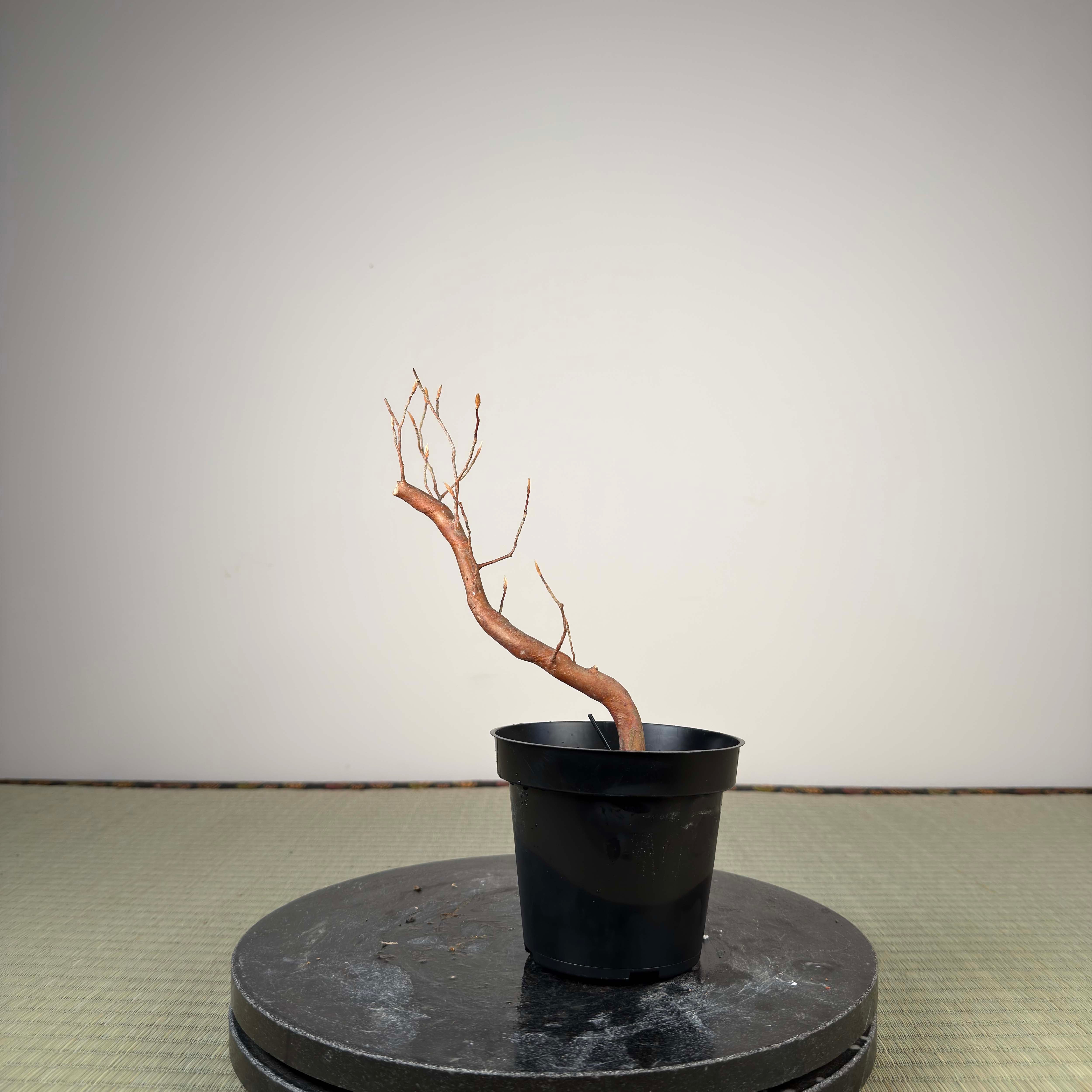 Stewartia monadelpha