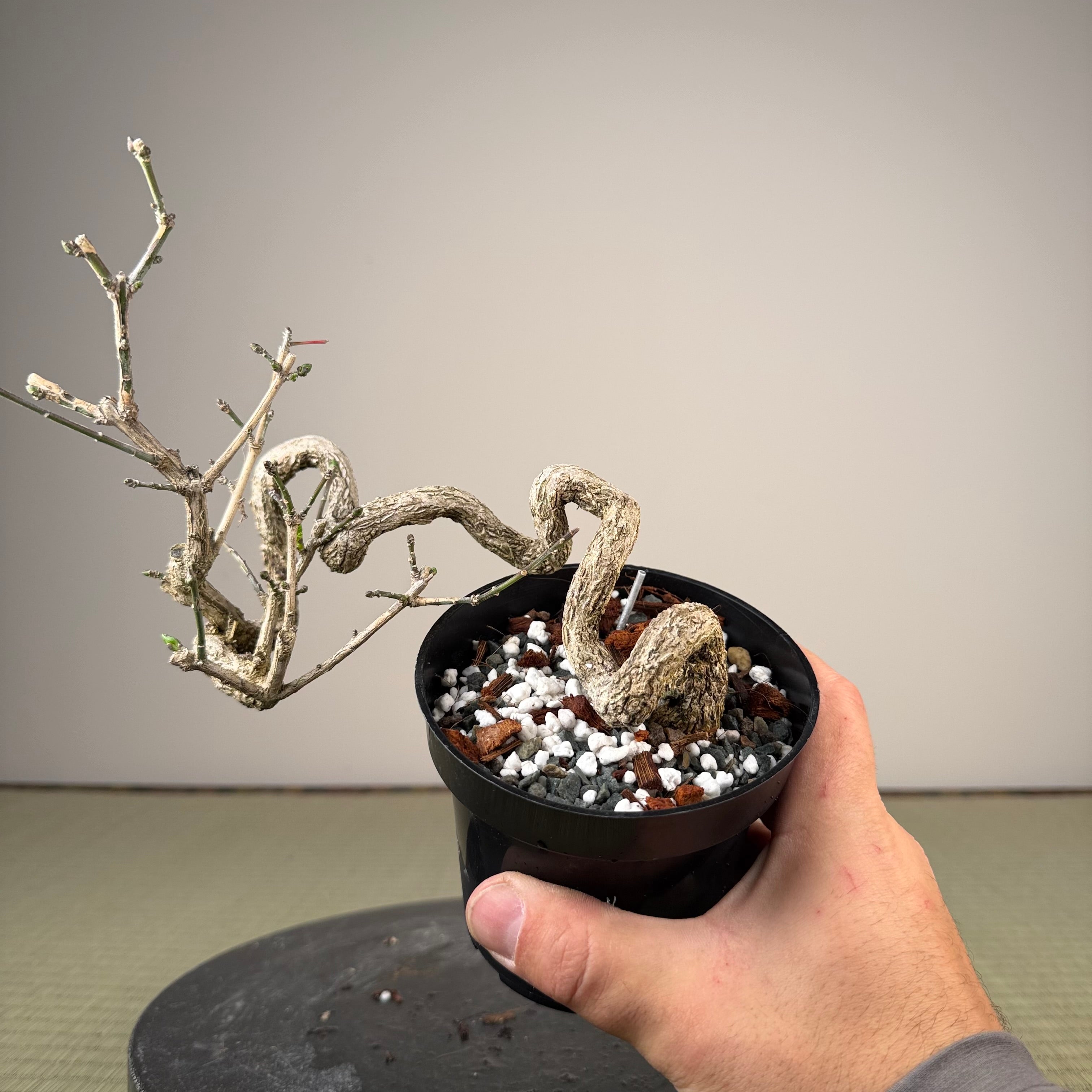 Euonymus