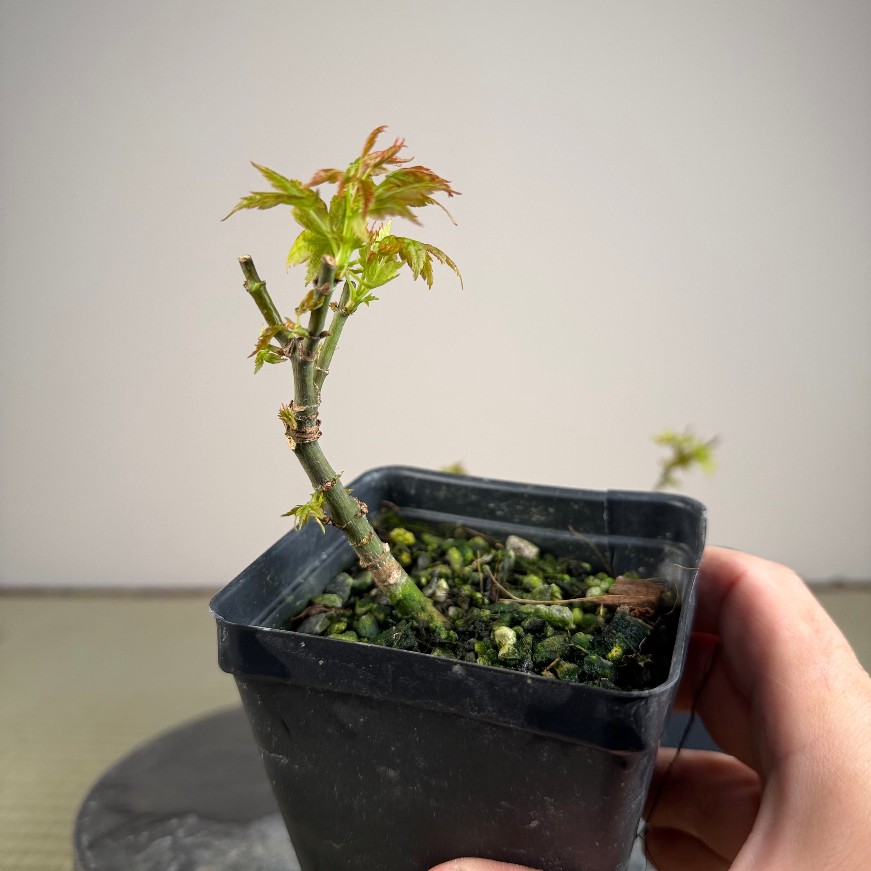 Acer palmatum 'Kotohime'