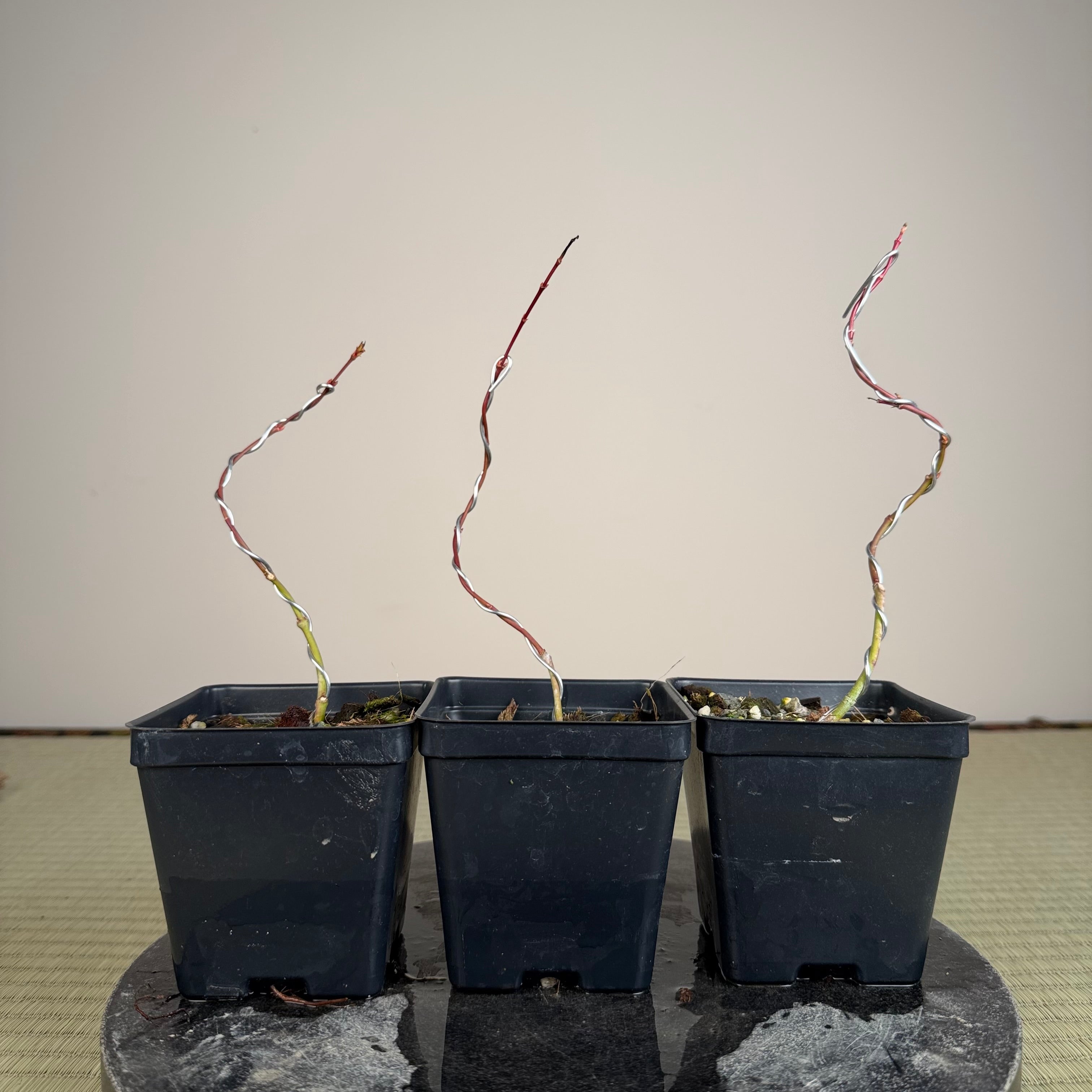 Acer palmatum 'Katsura' (taille réduite)