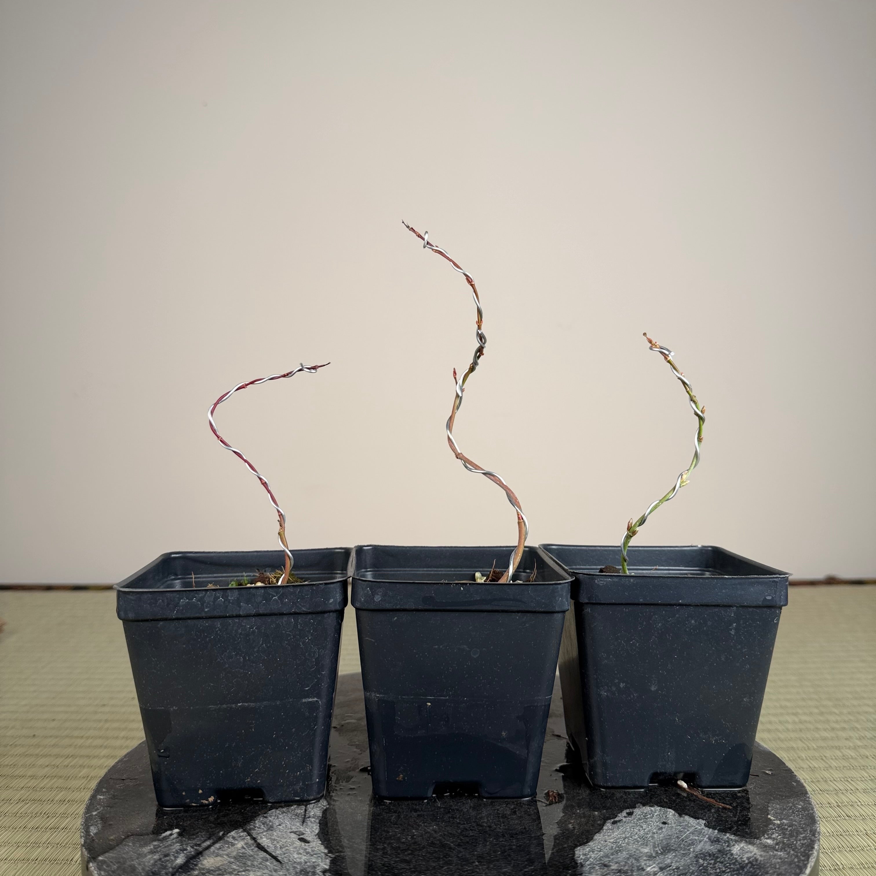 Acer palmatum 'Katsura' (taille réduite)