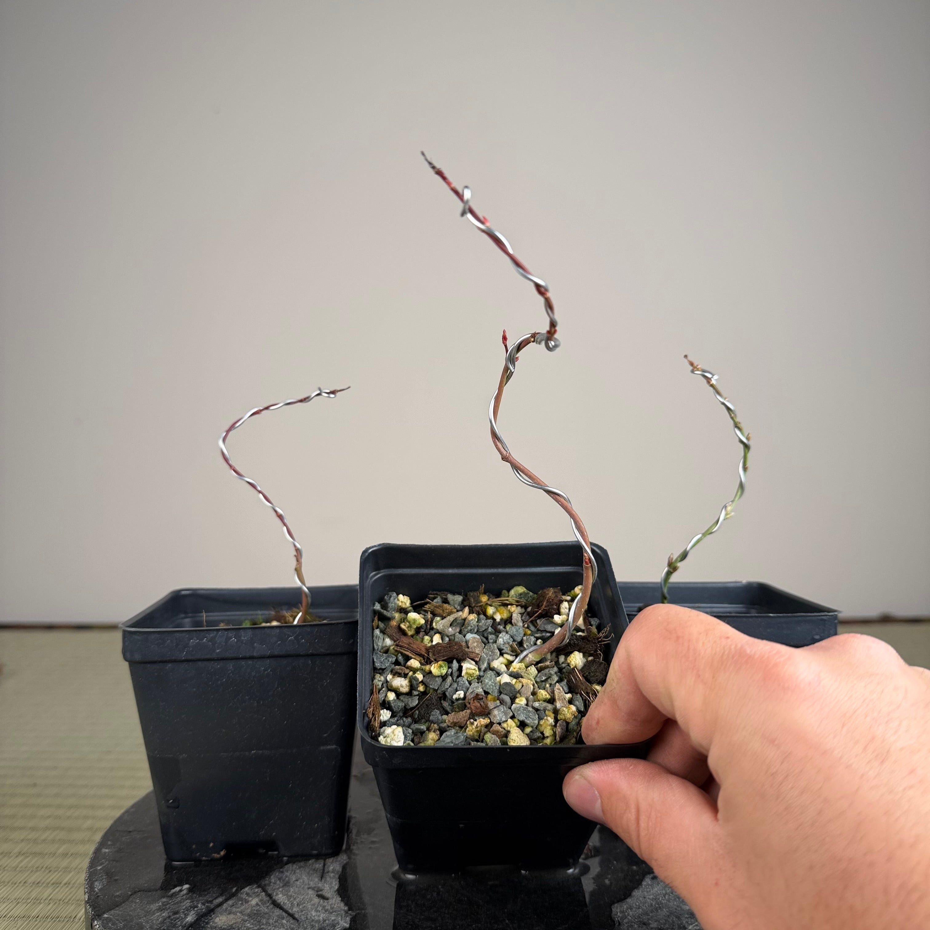 Acer palmatum 'Katsura' (taille réduite)