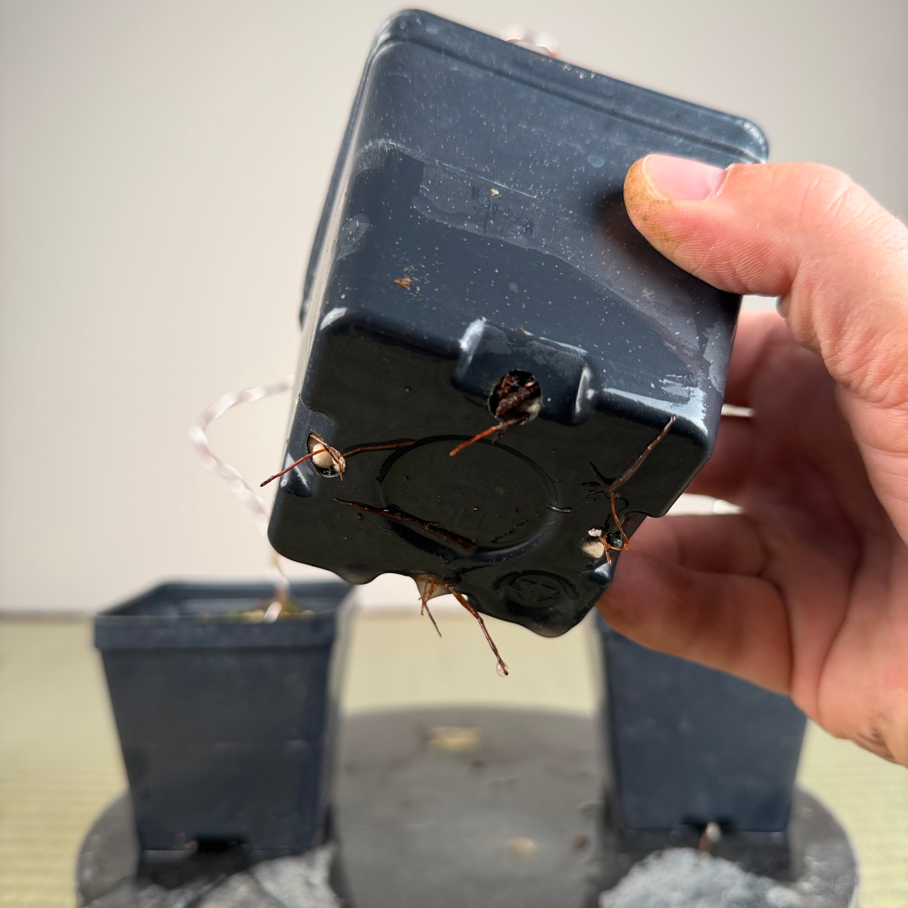 Acer palmatum 'Katsura' (taille réduite)