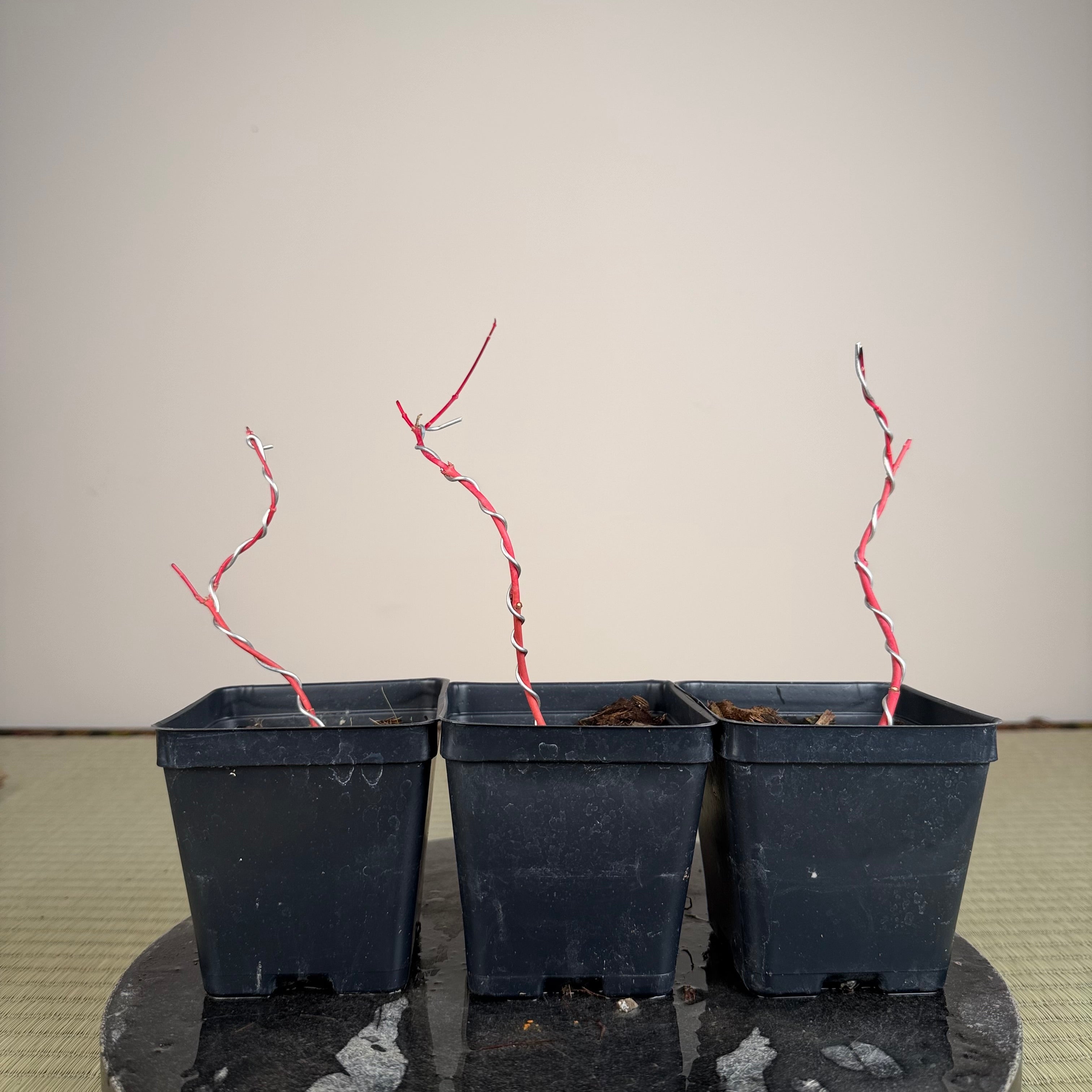 Acer palmatum 'Katsura' (taille réduite)