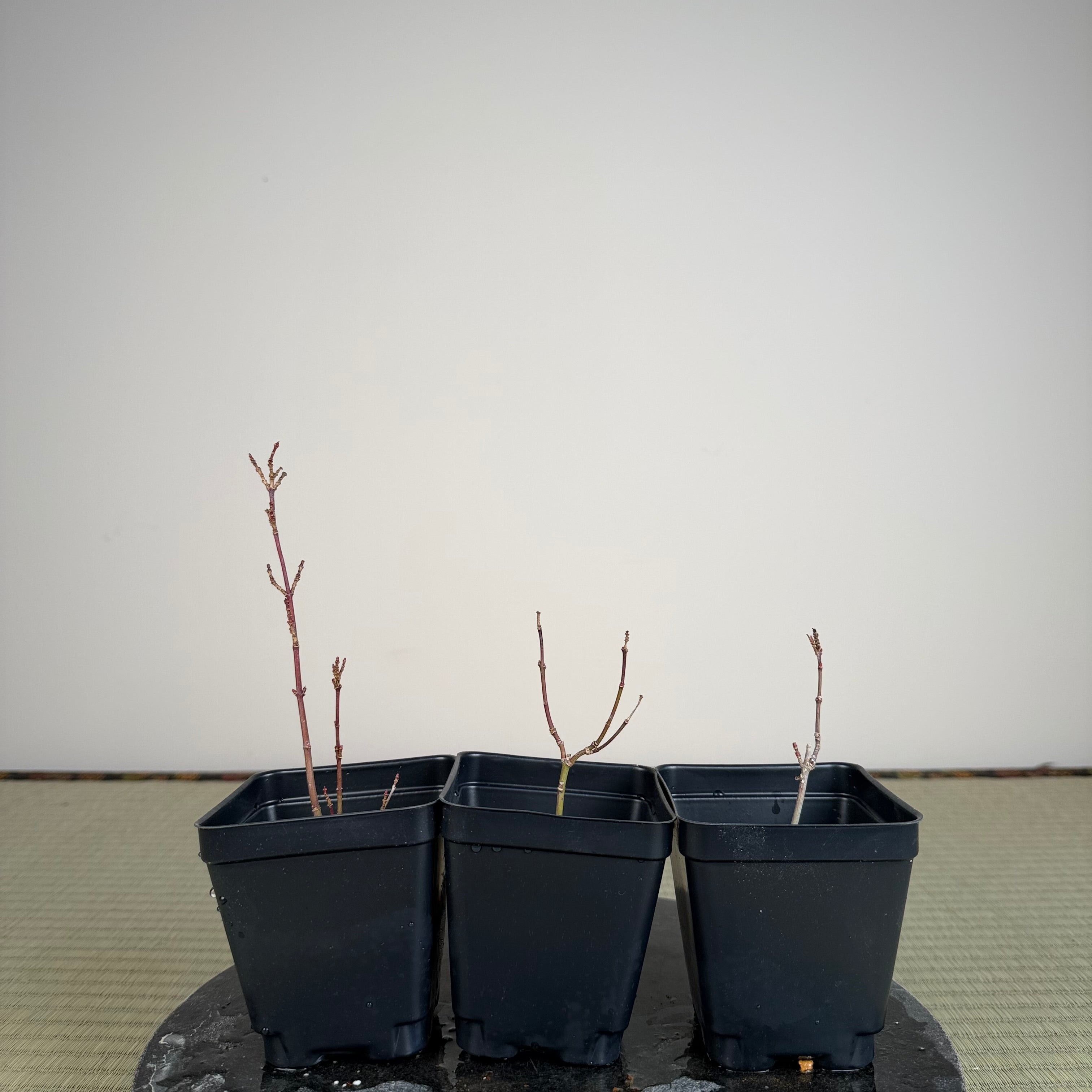 Acer palmatum 'Orihime'