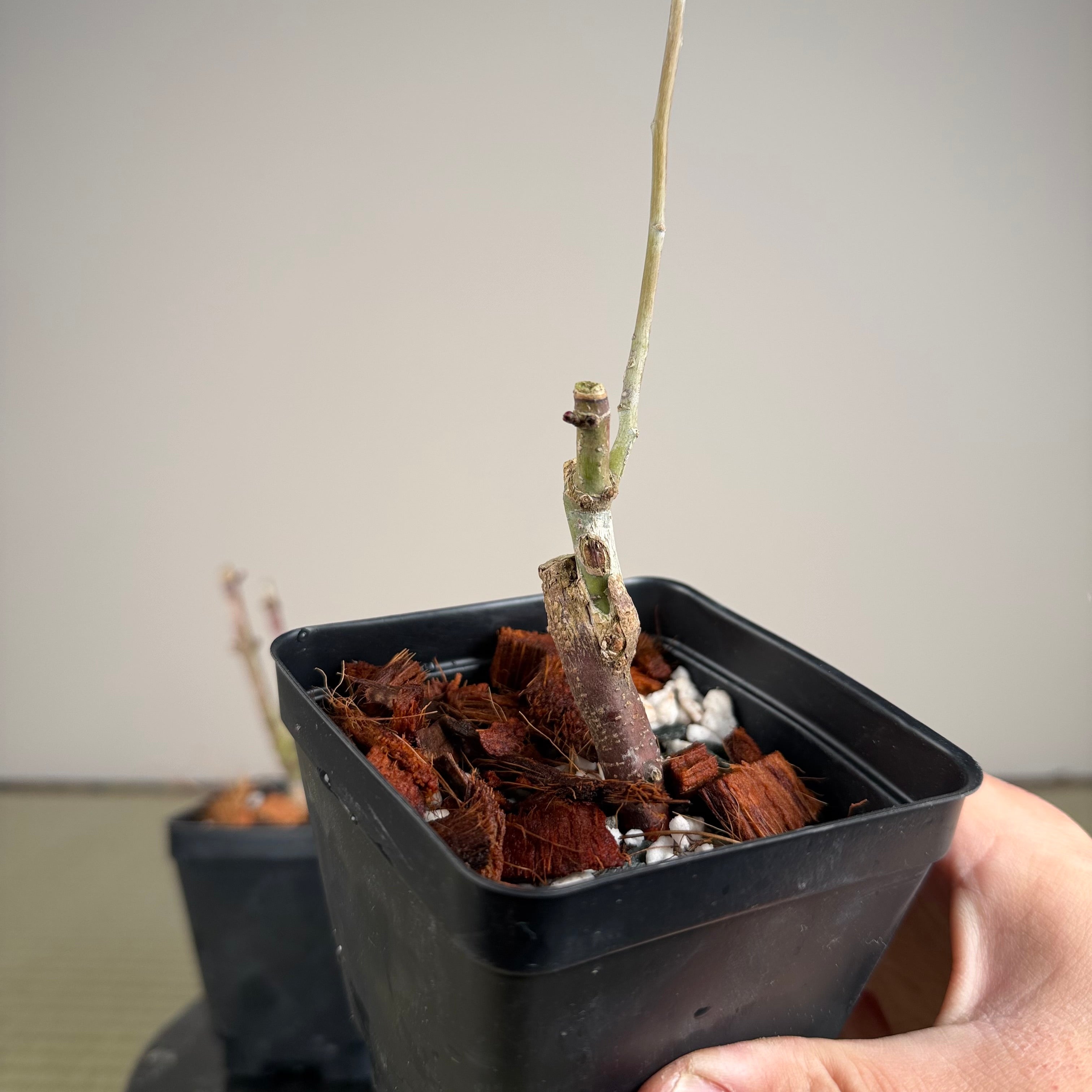 Acer palmatum 'Shishigashira' (grafted)