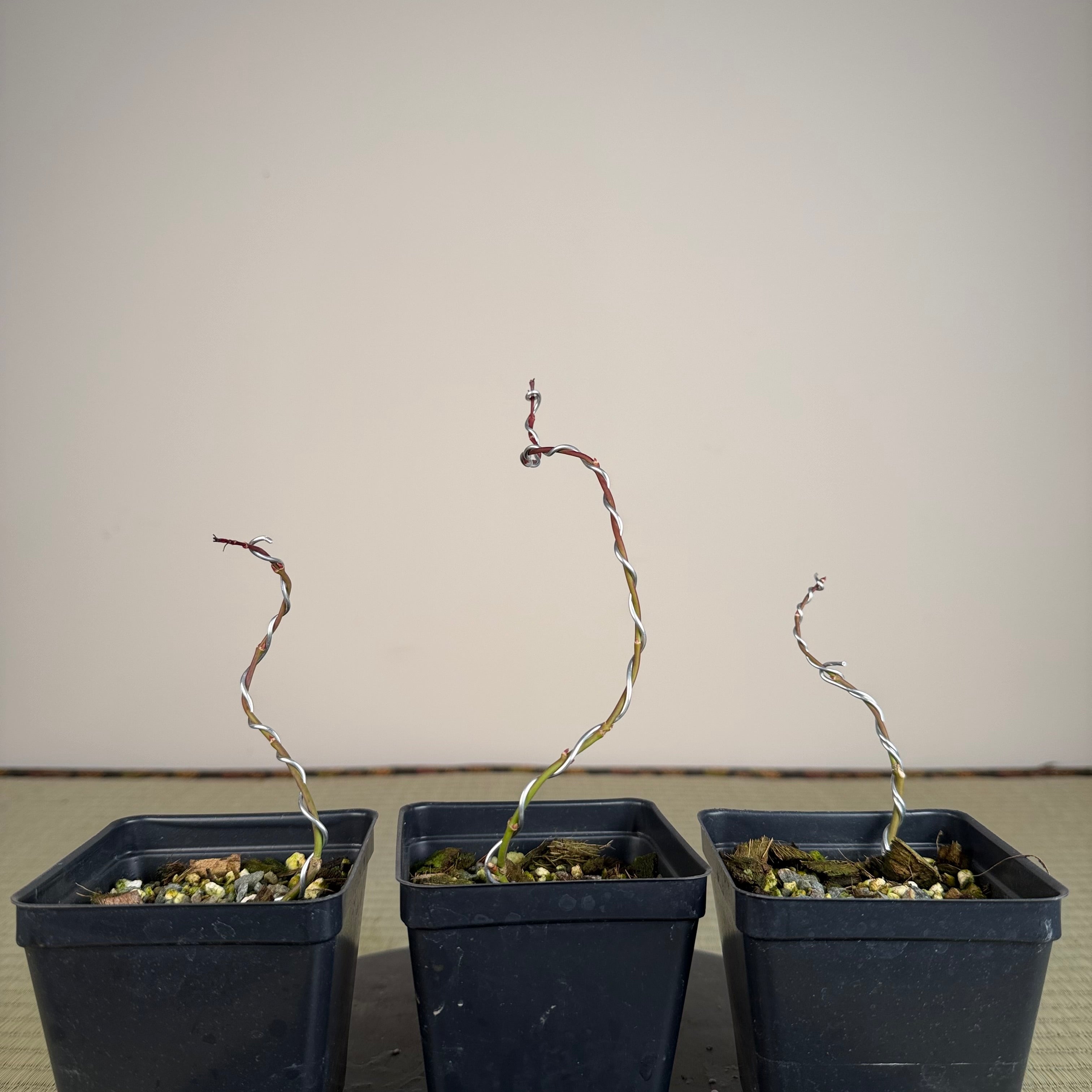 Acer palmatum 'Katsura' (taille réduite)