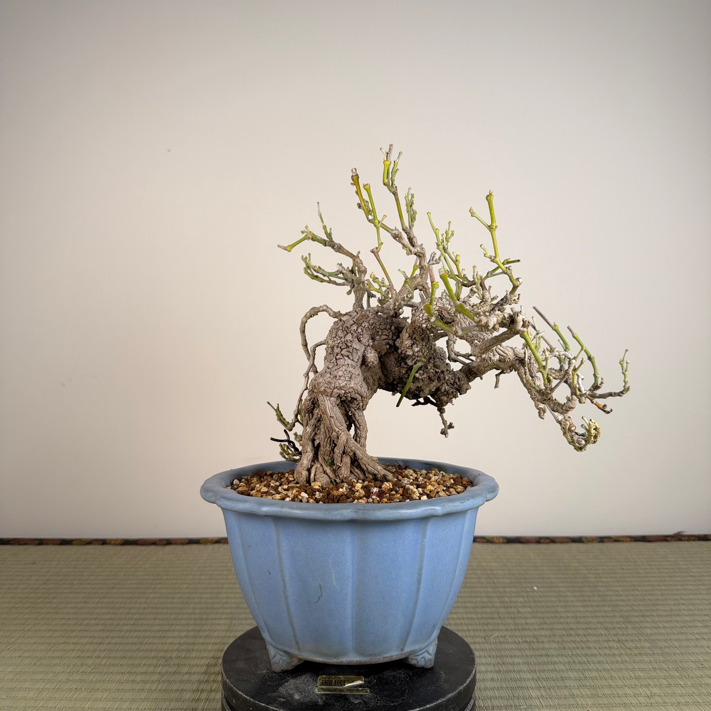 Aristolochia debilis