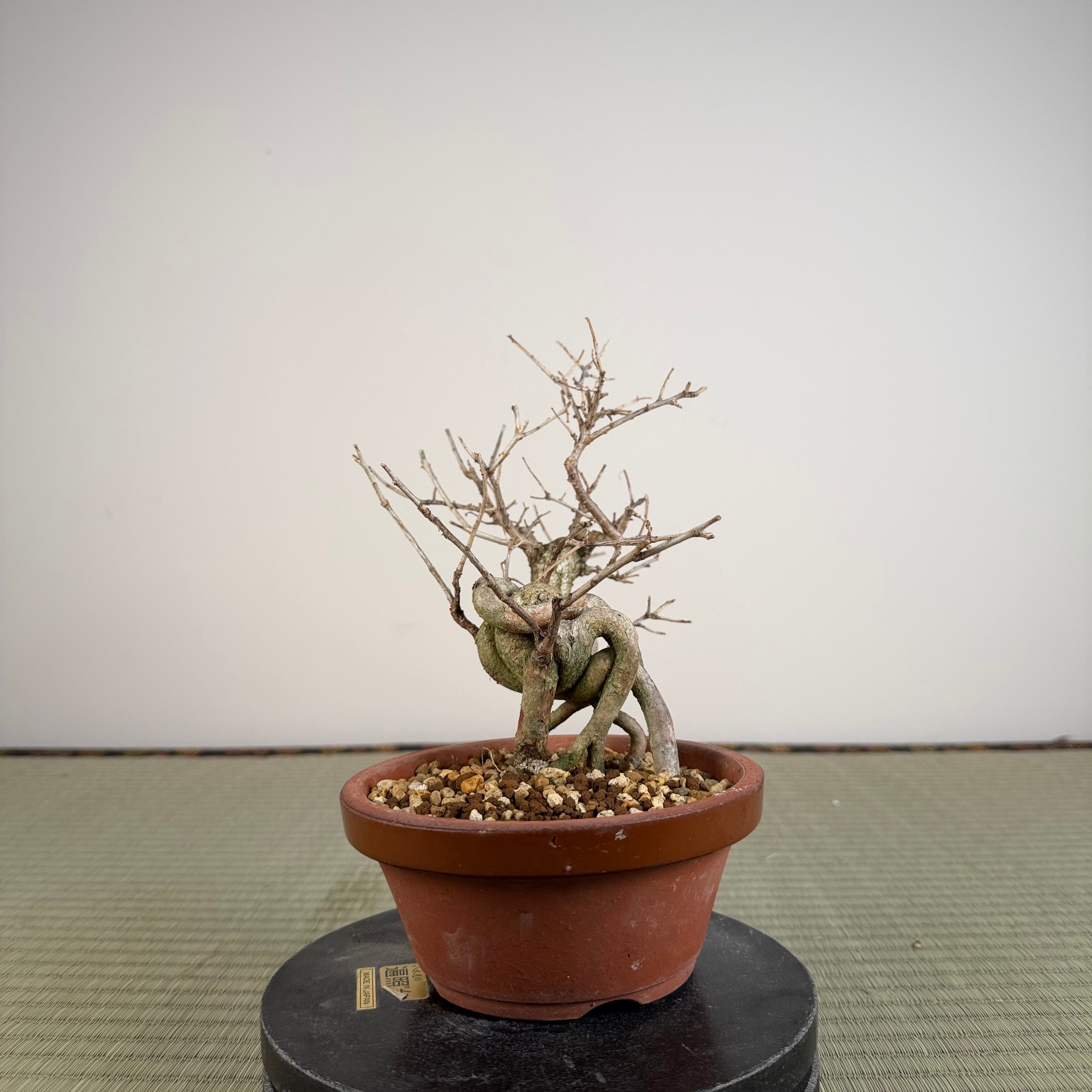 Symplocos sawafutagi