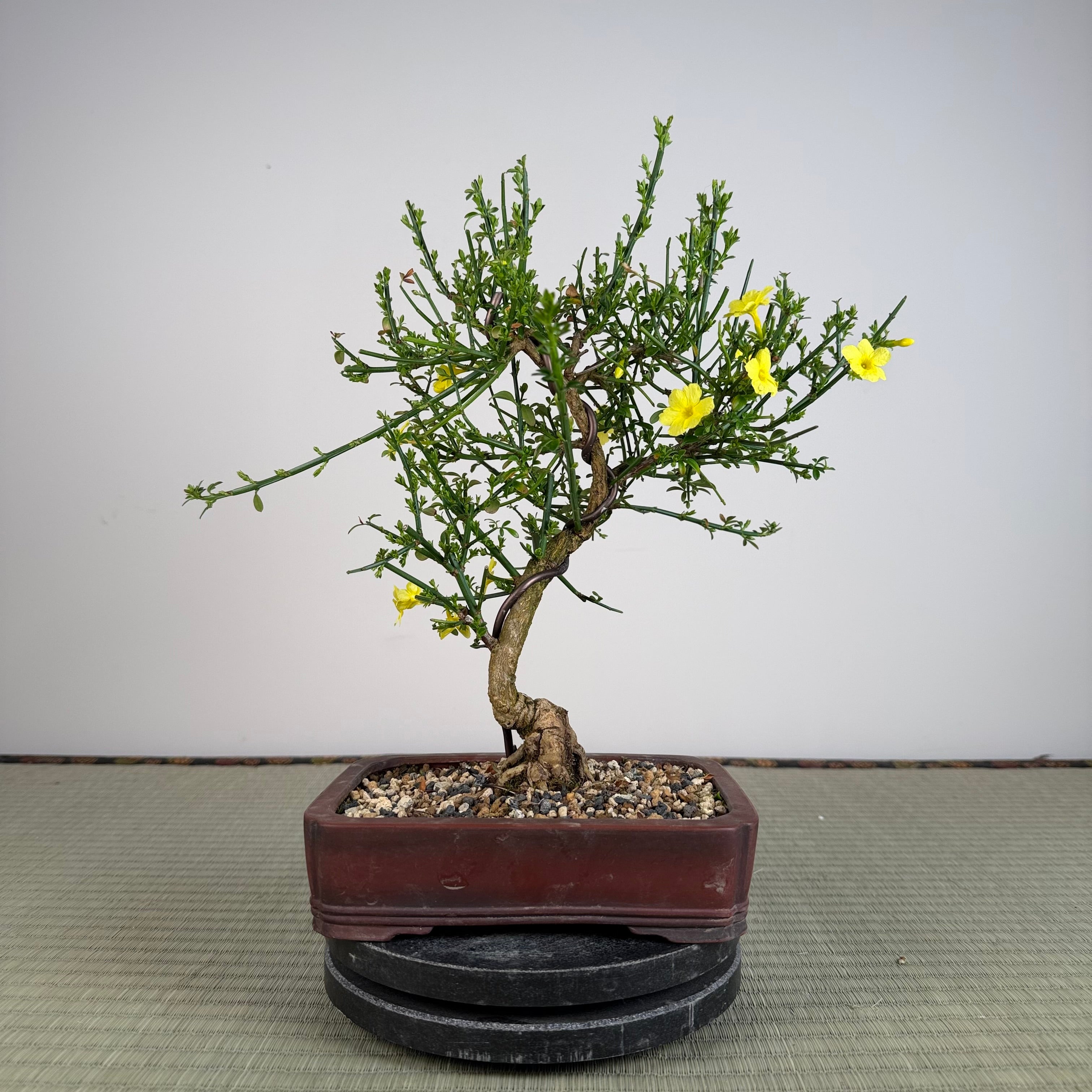 Jasminum nudiflorum