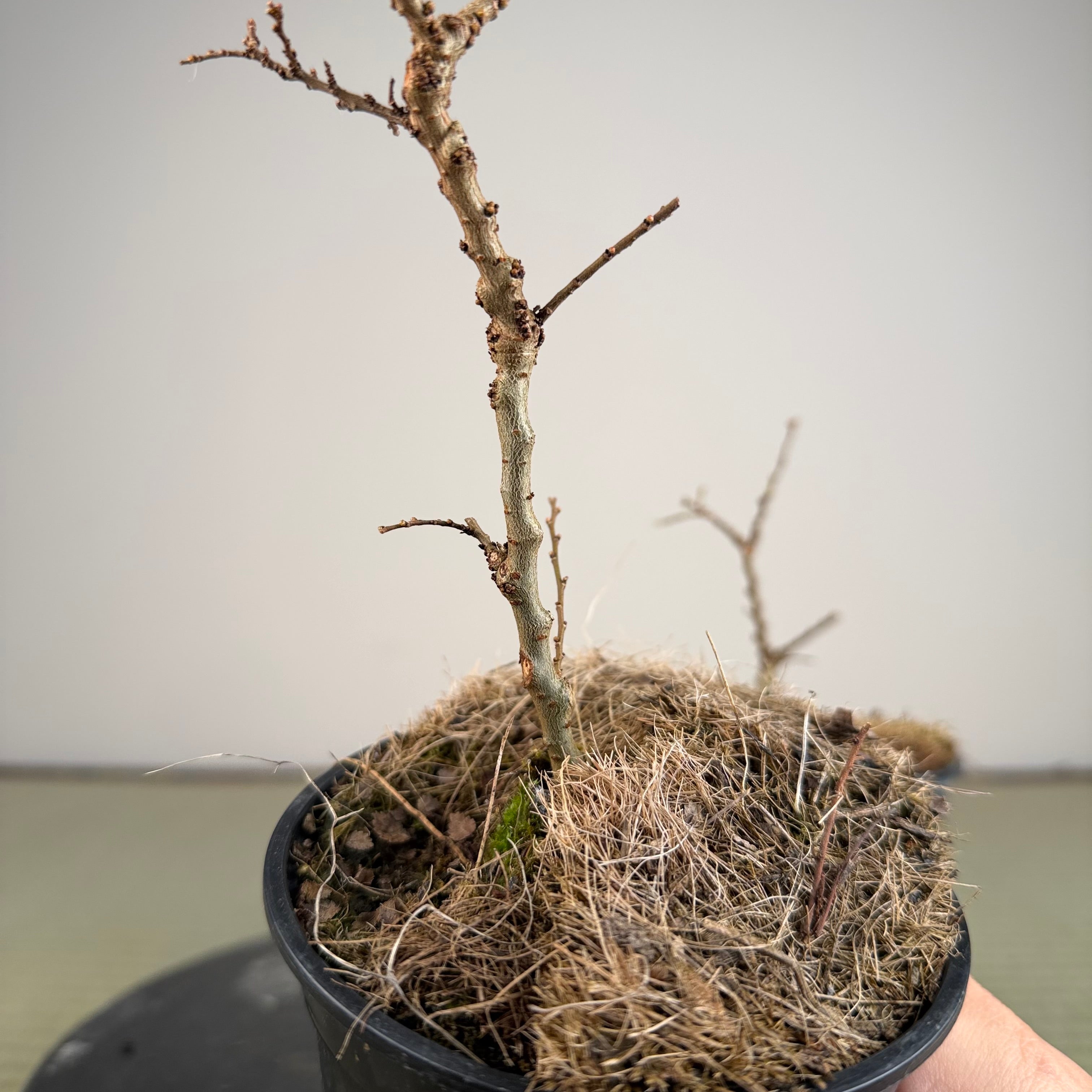 Chinese Elm 'Seiju