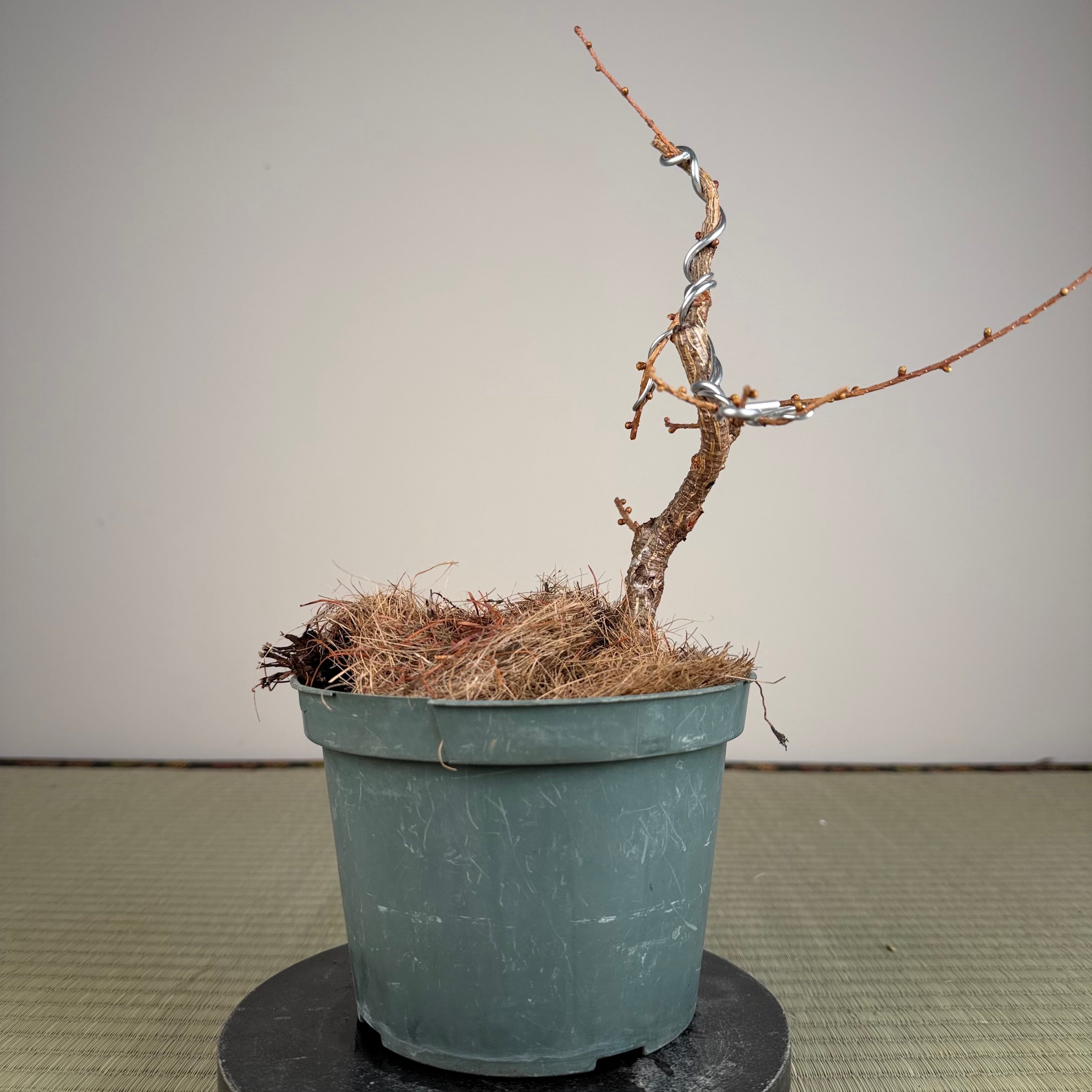 Larix leptolepsis
