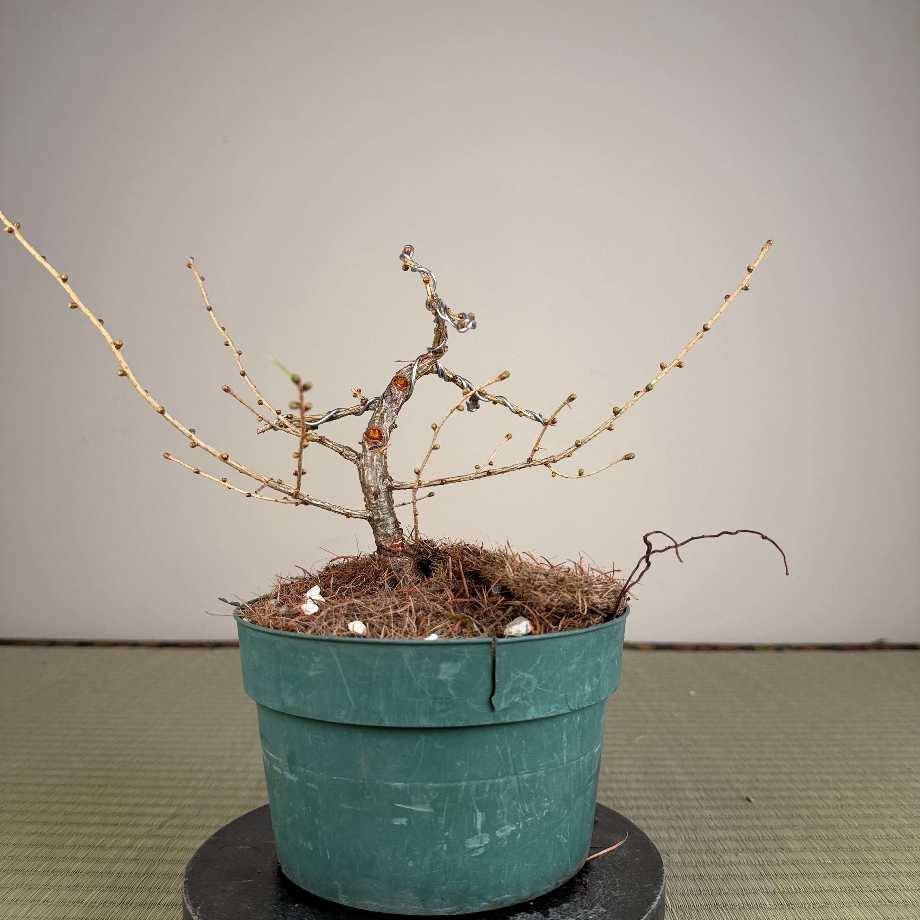 Larix leptolepsis