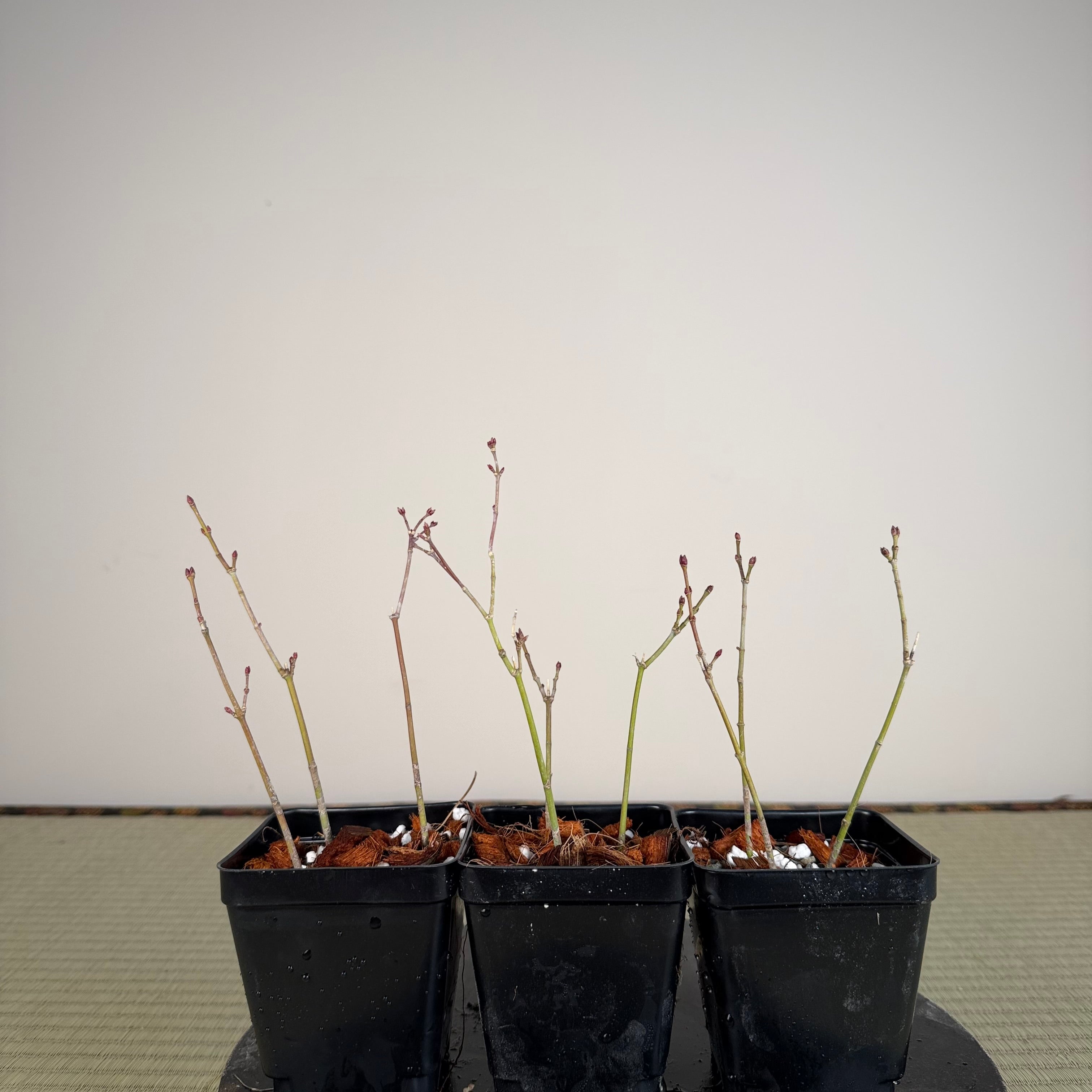 Acer palmatum 'Katsura' (taille réduite)