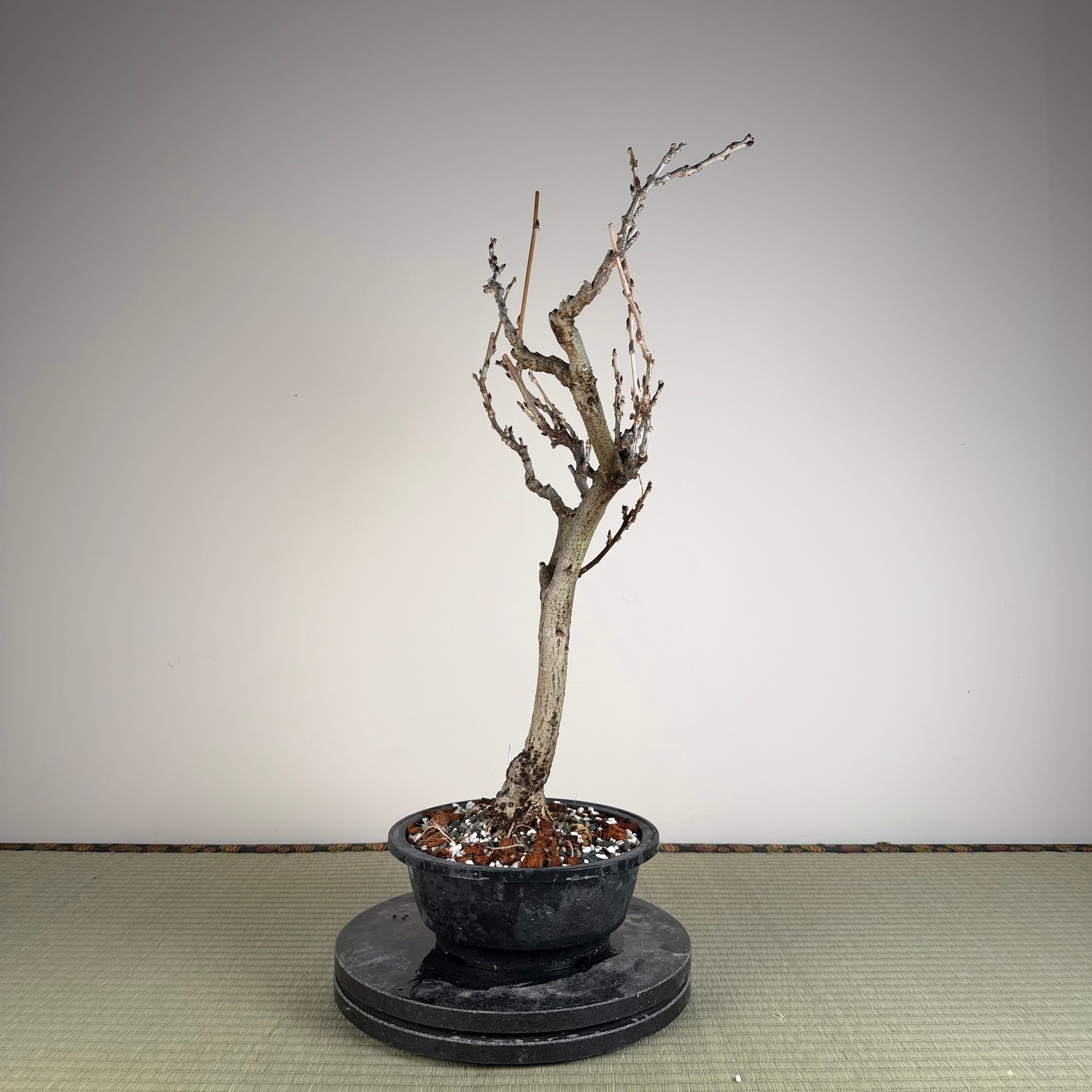 Wisteria floribunda (white)