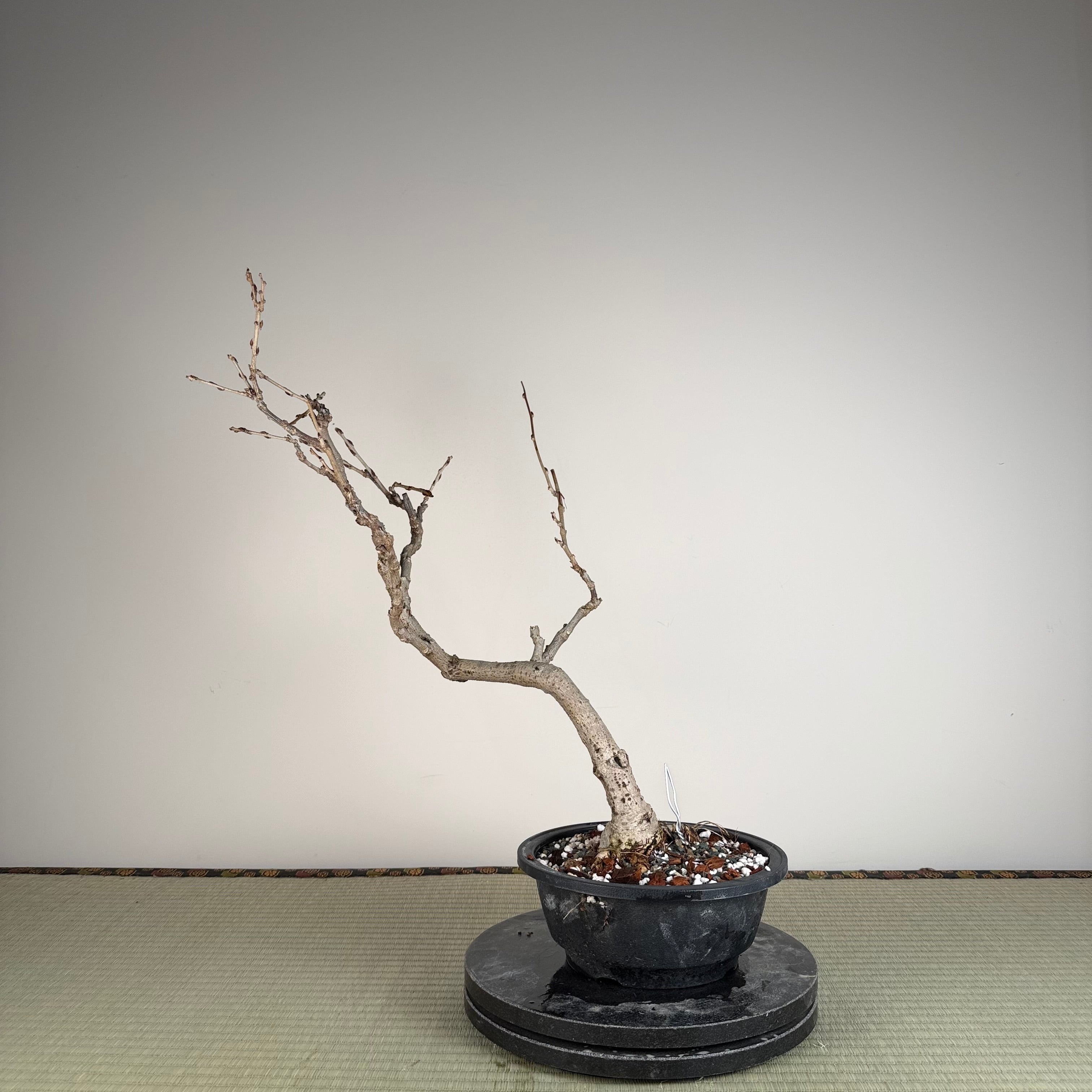 Wisteria floribunda (white)