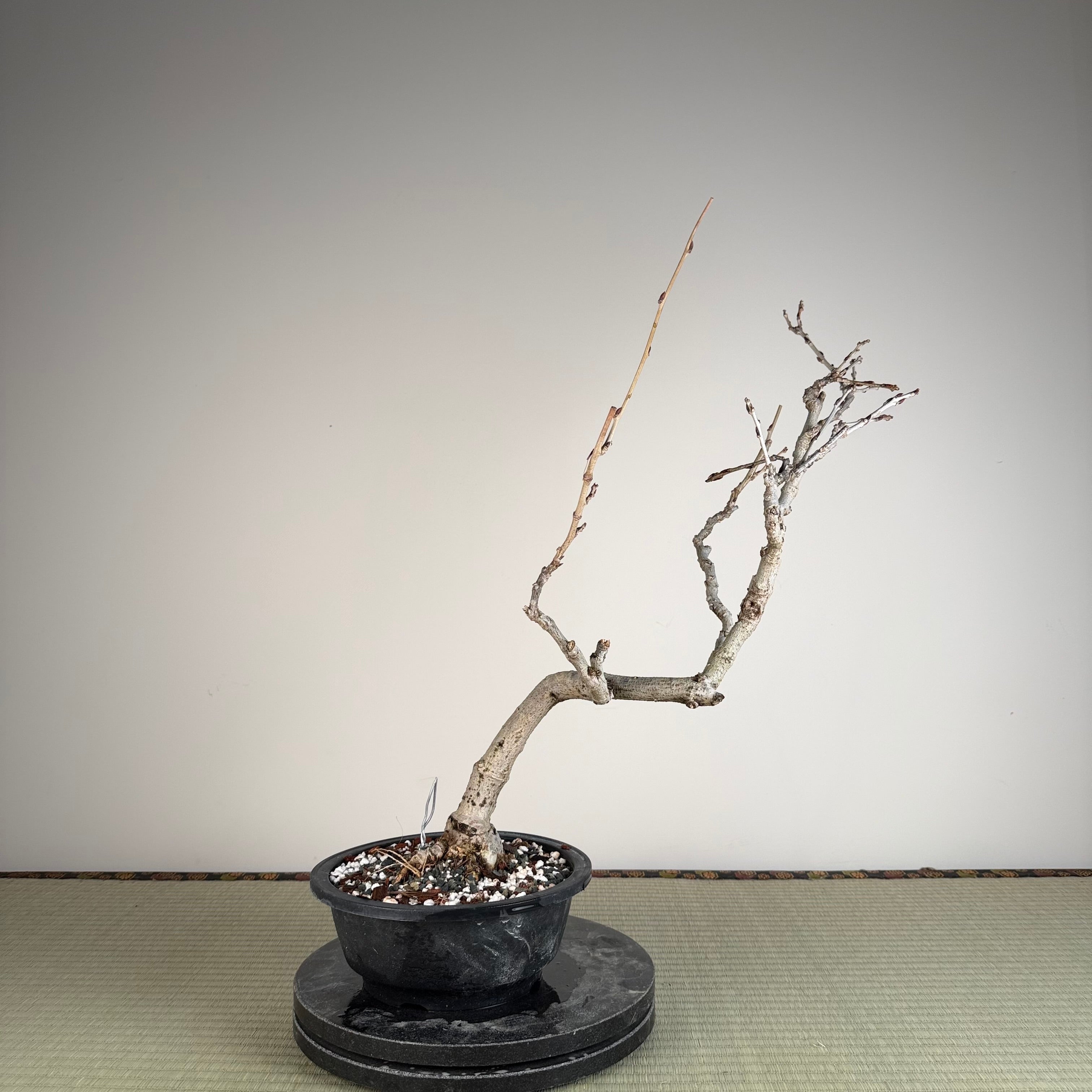 Wisteria floribunda (white)