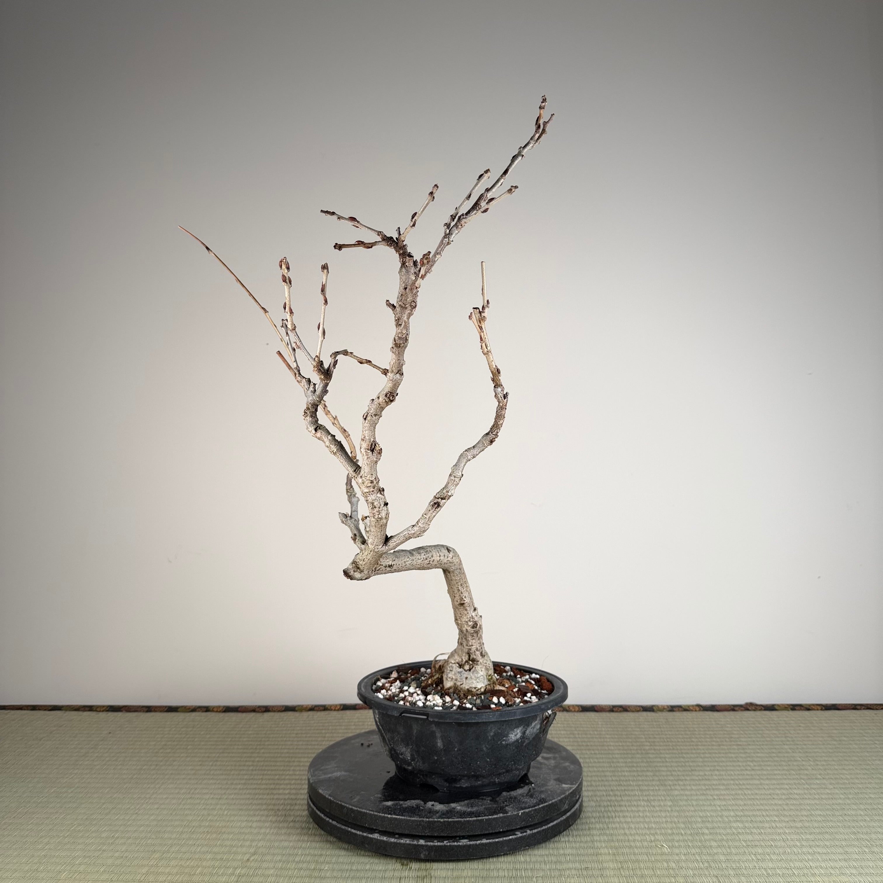 Wisteria floribunda (white)