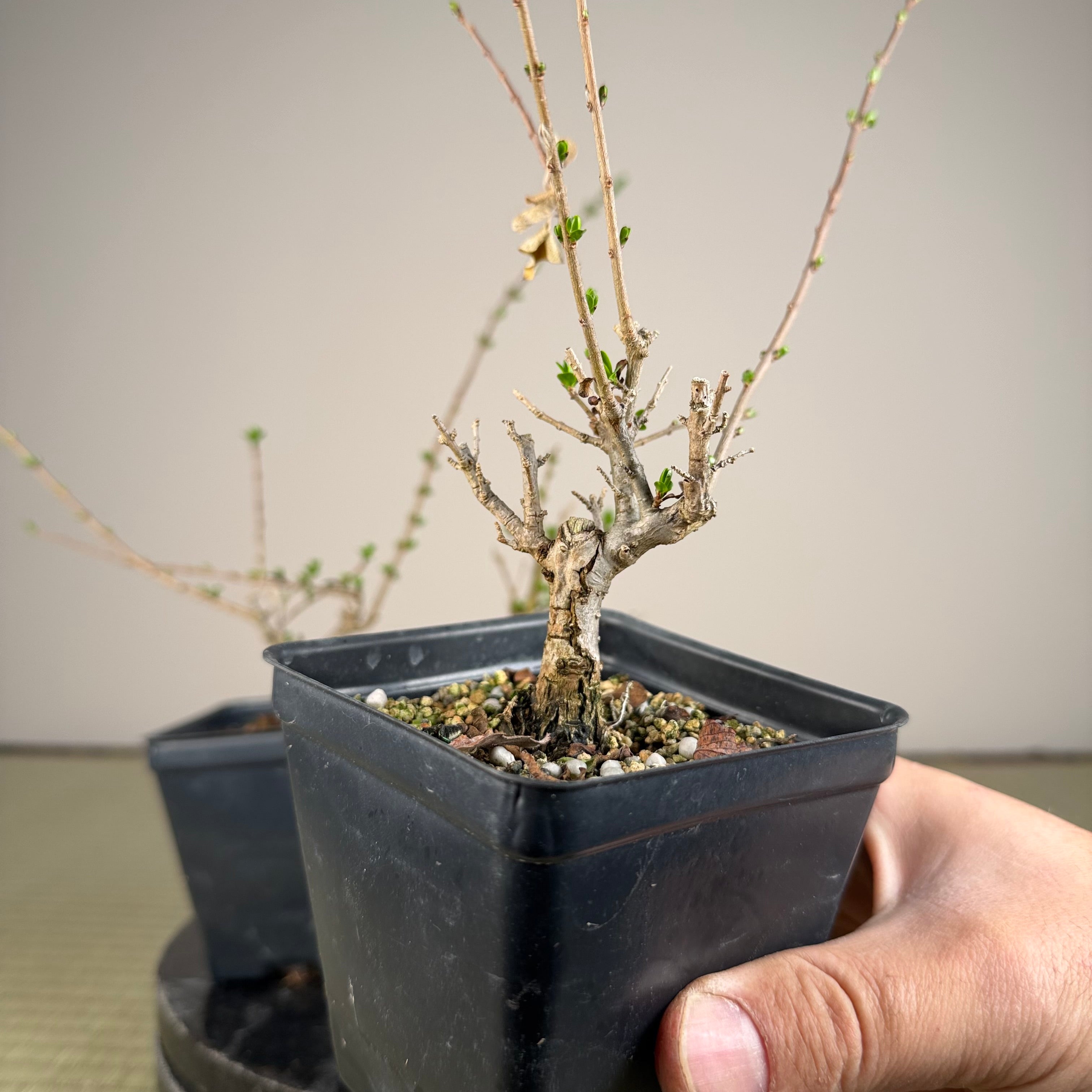 Ligustrum Arakawa *Voir note*