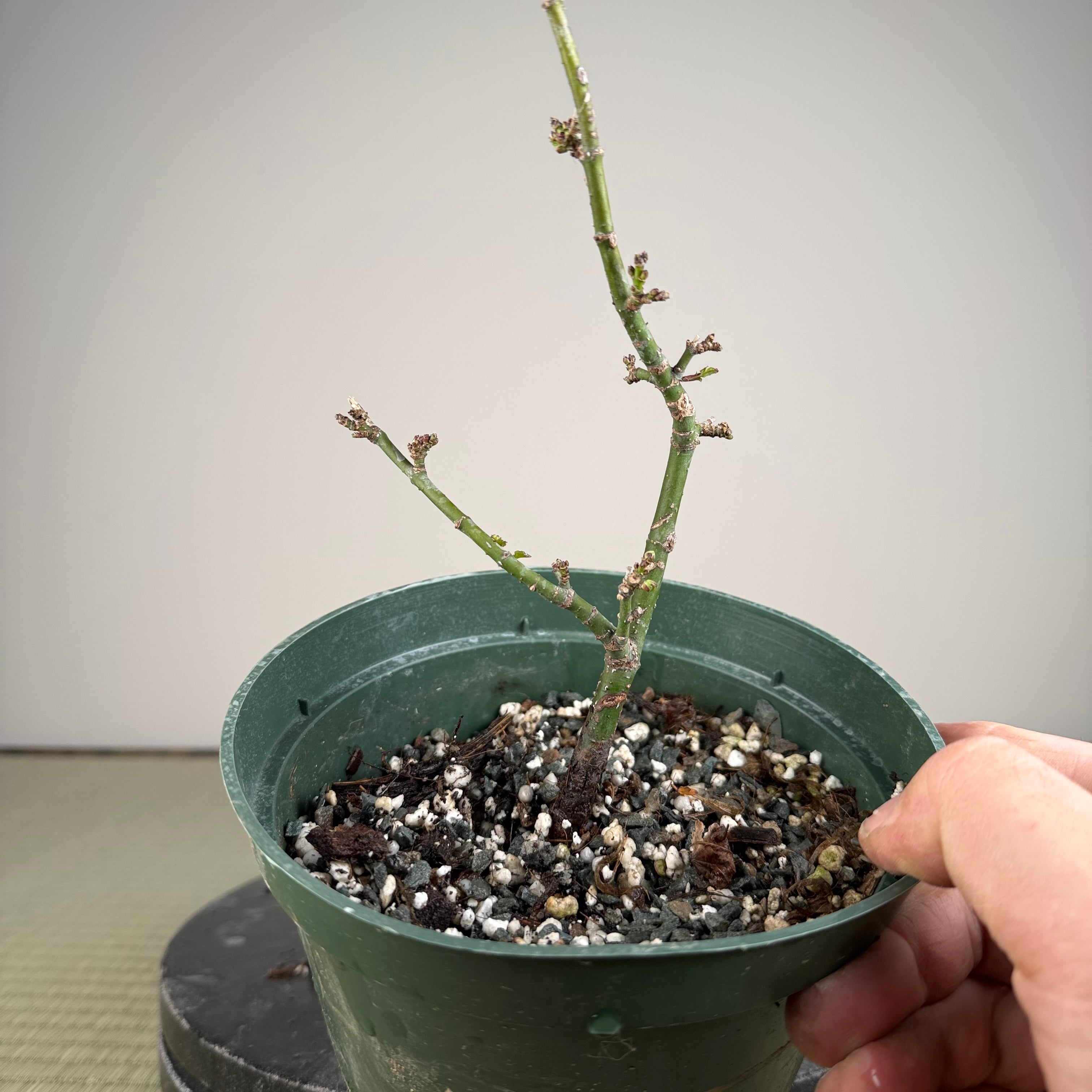 Acer palmatum 'Shishigashira'