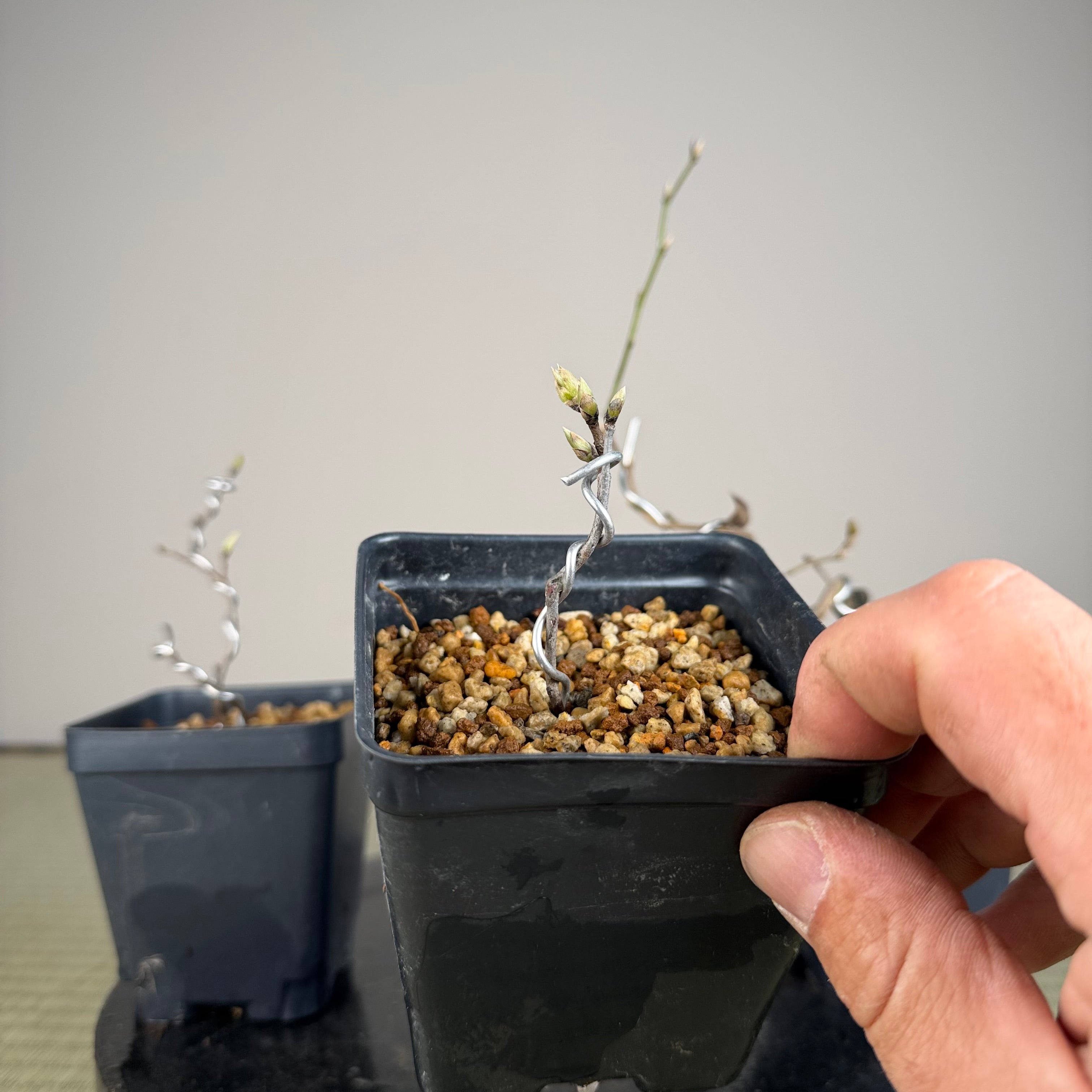 Diospyros rhombifolia (root cutting) 'Chichibu Beni'