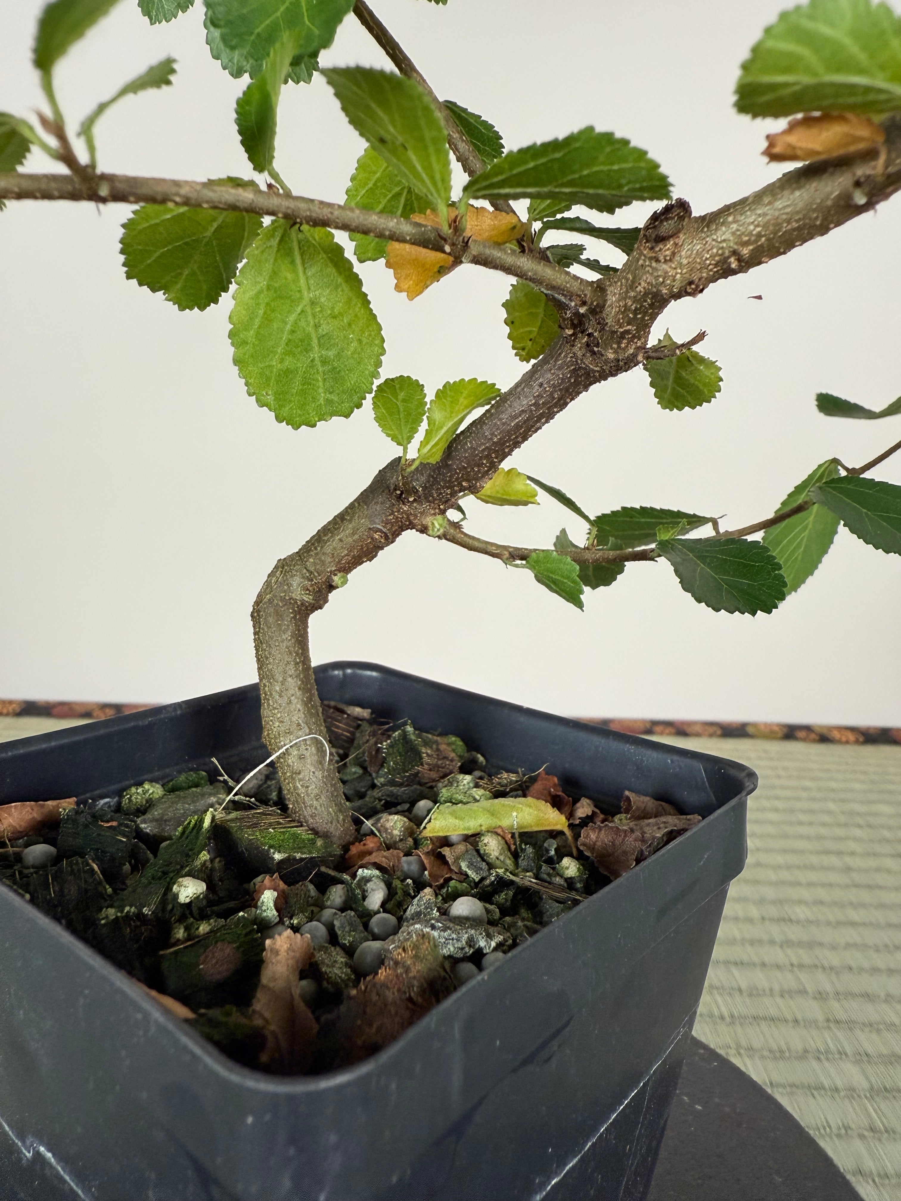Grewia occidentalis (Crossberry)