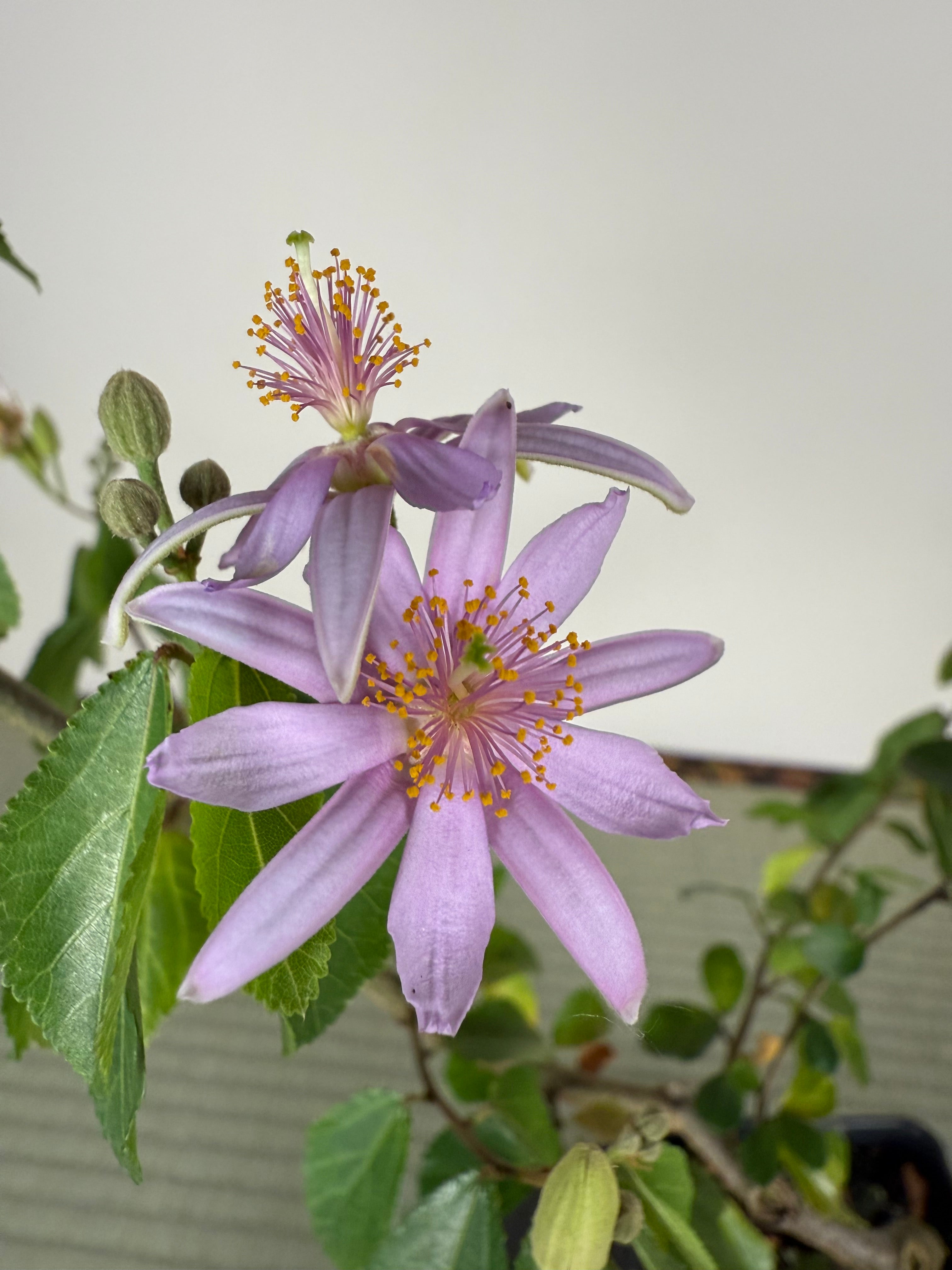 Grewia occidentalis (Crossberry)